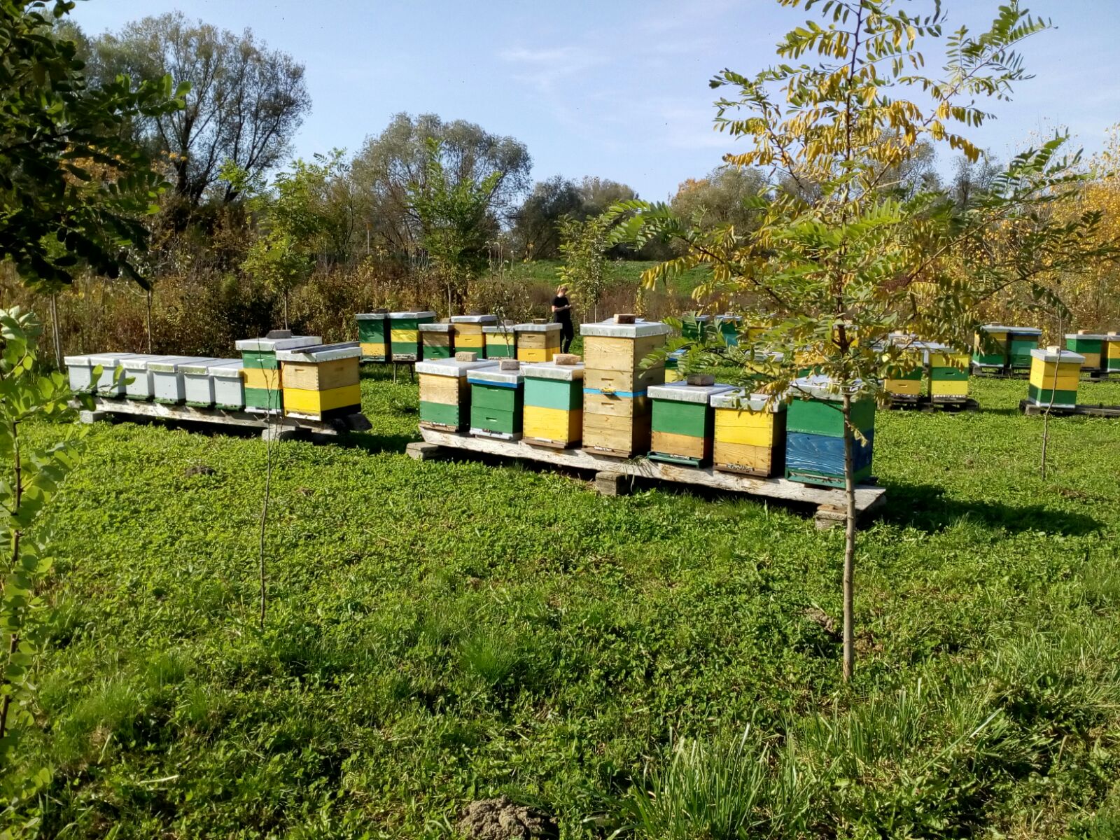 Čebelarstvo... - Čebelarstvo Kozinc / Beekeeping Kozinc
