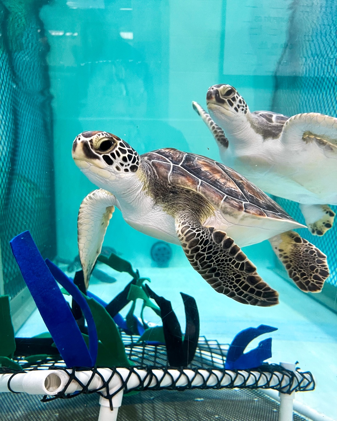 New - We had a record-breaking cold stun season for green sea turtle ...