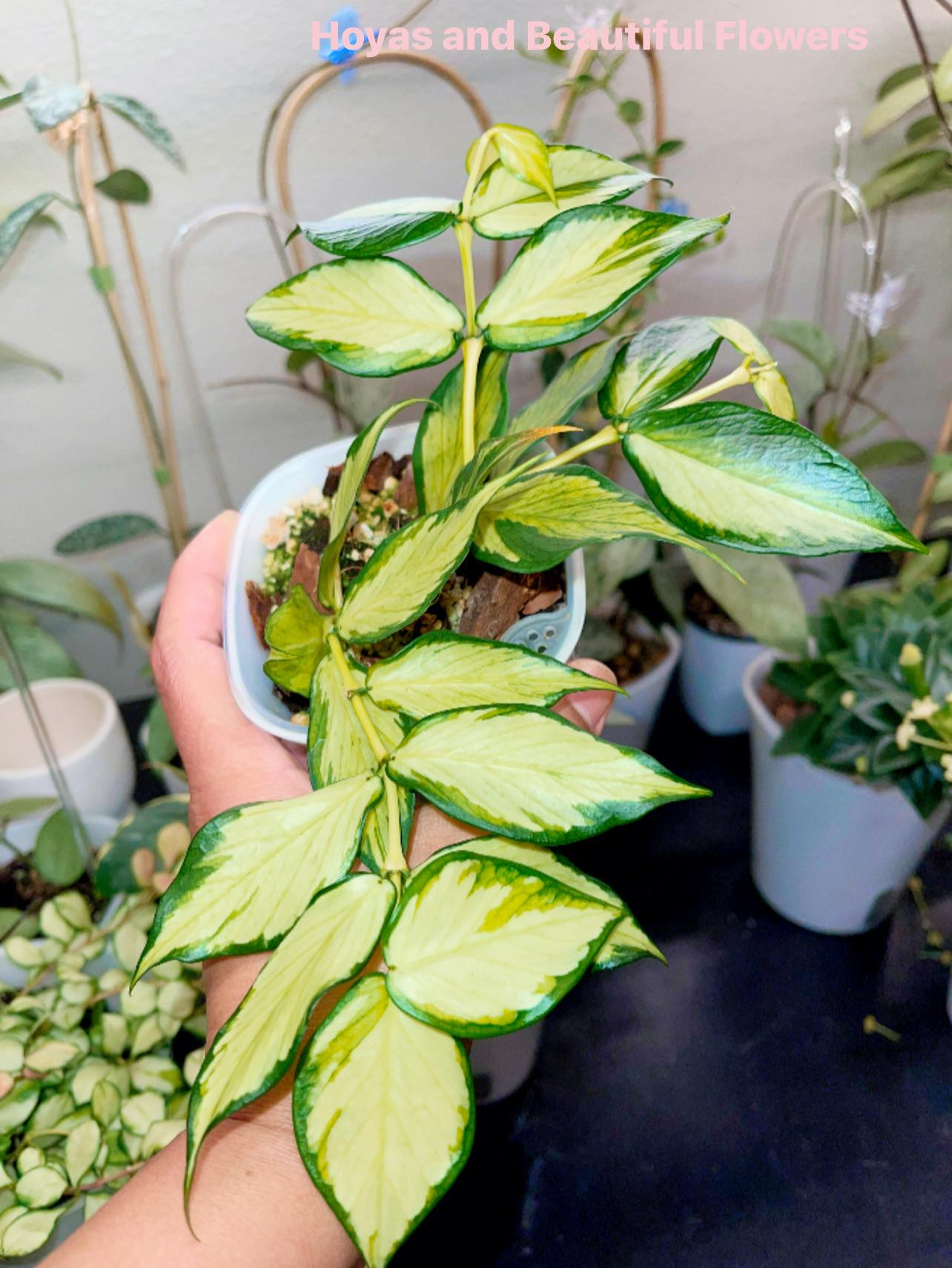 Hoya pachyclada inner variegated plant