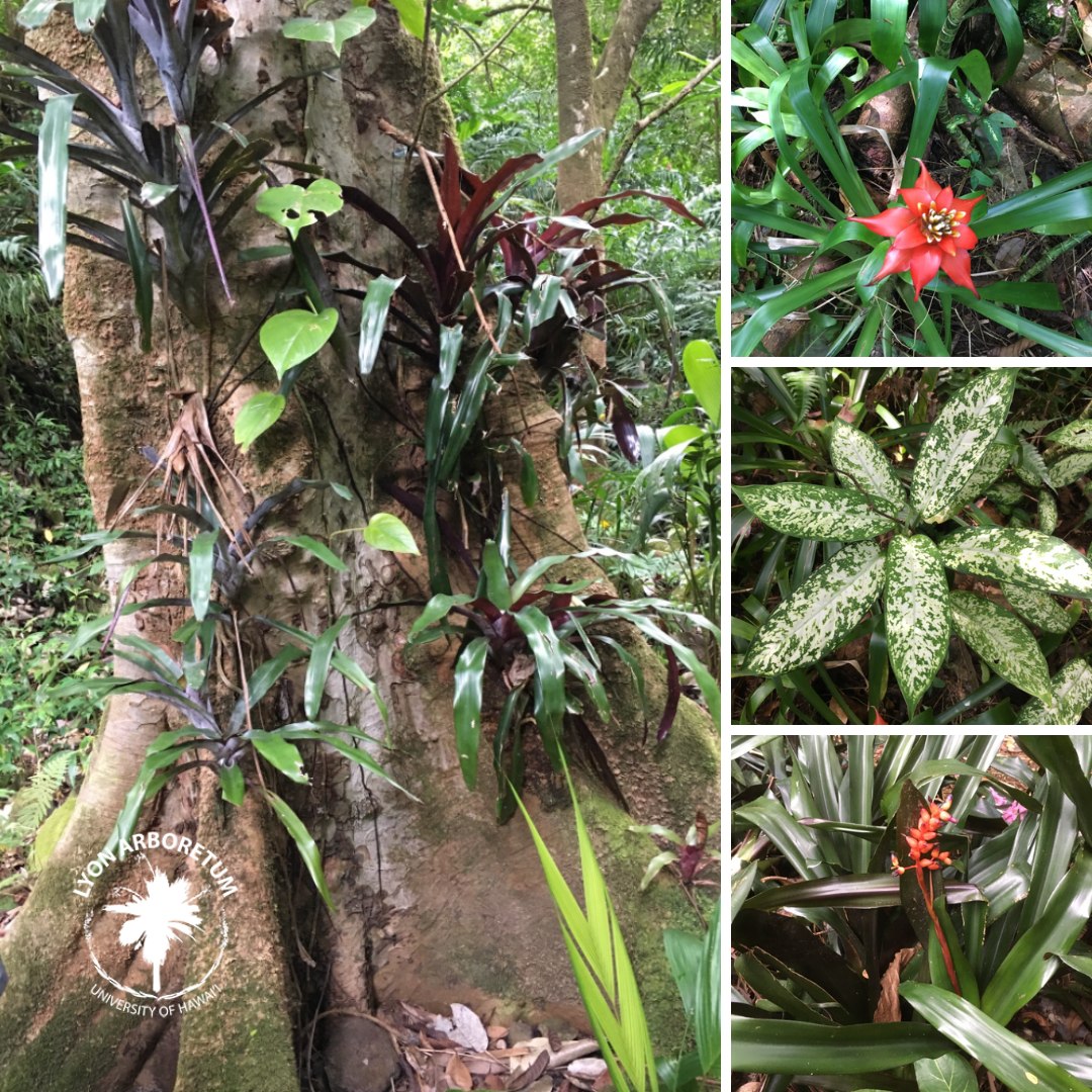 The... - Lyon Arboretum - University of Hawai'i at Mānoa