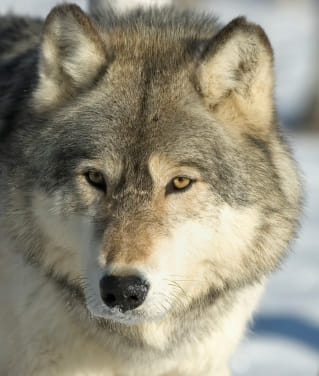 All Things Wolf