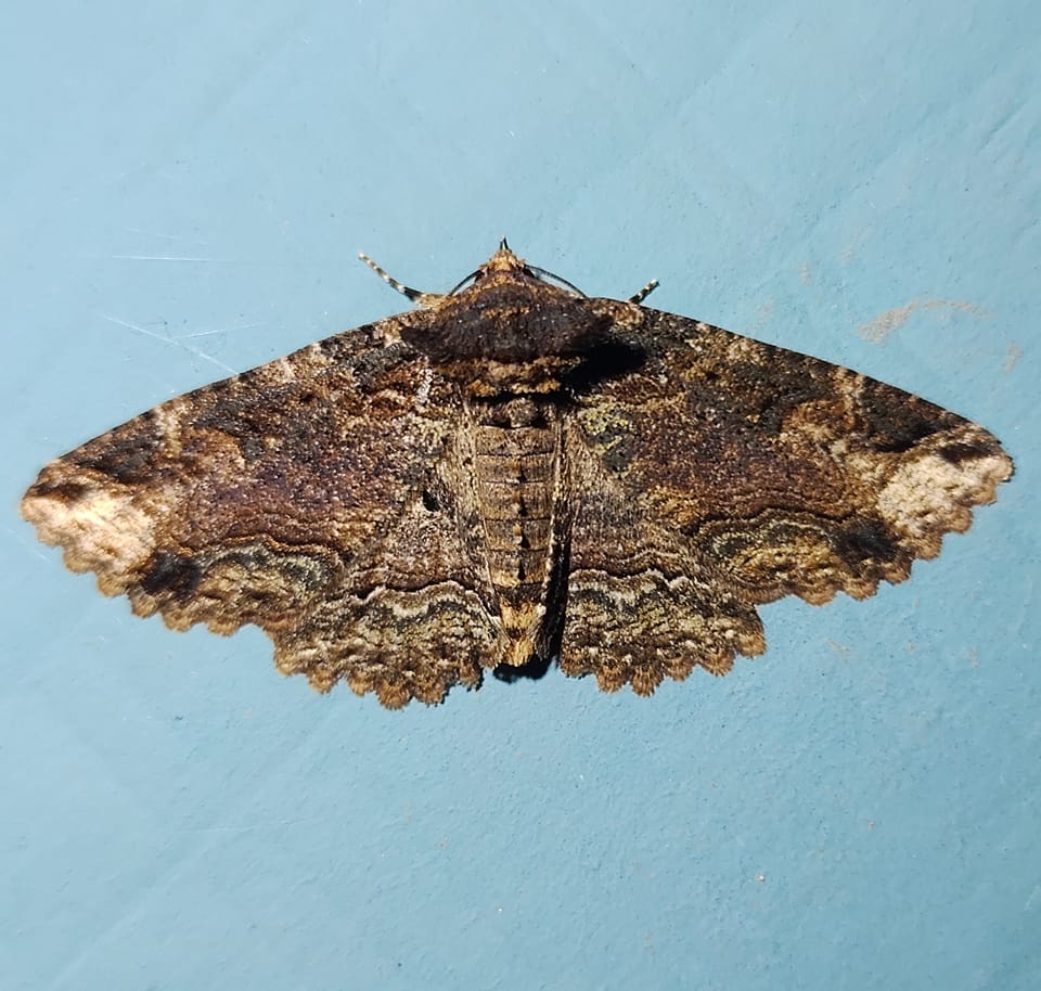 What kind of Moth is this? Moses Lake, Washington
