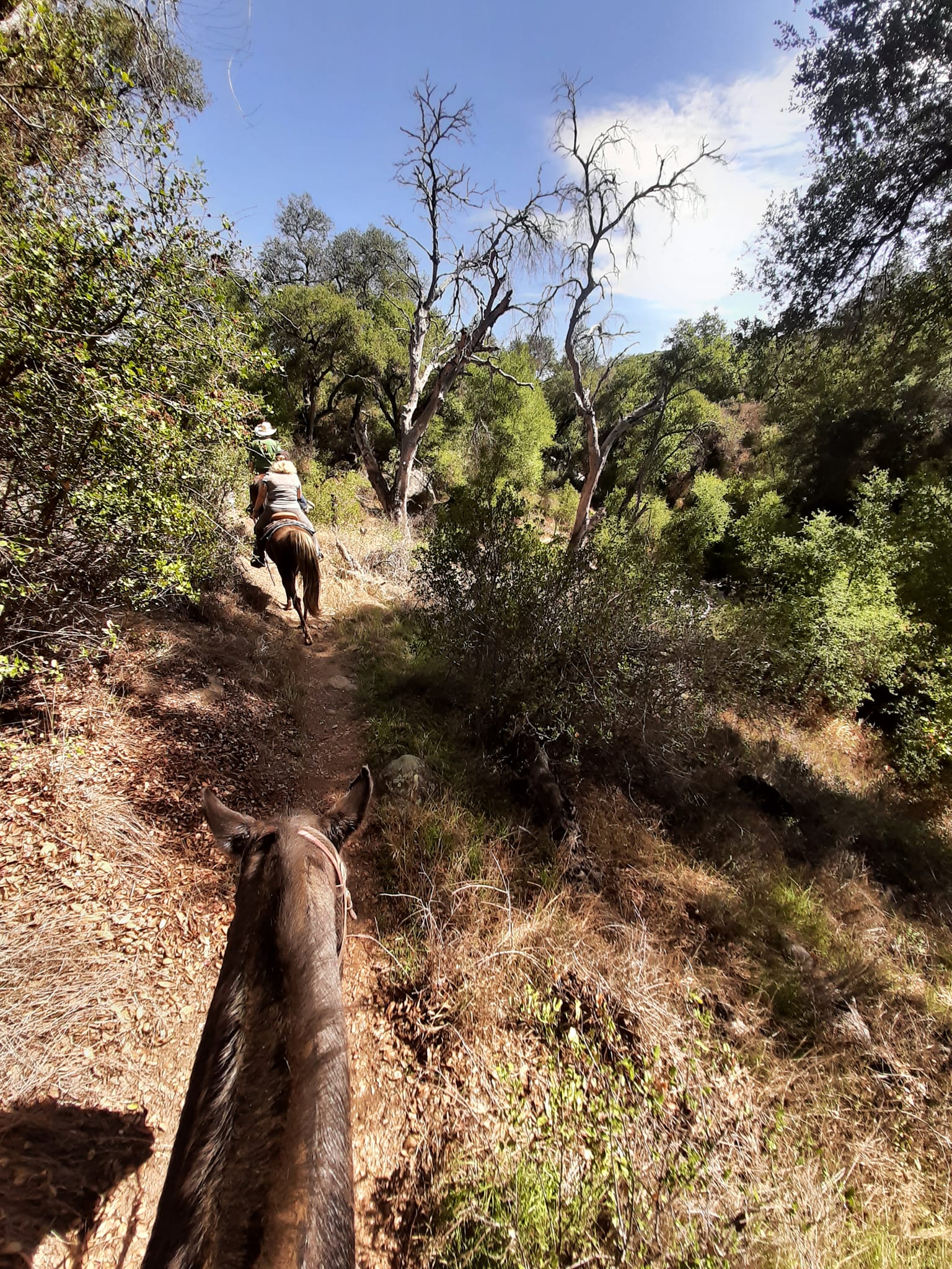 ROSEVALE RIDERS | Facebook