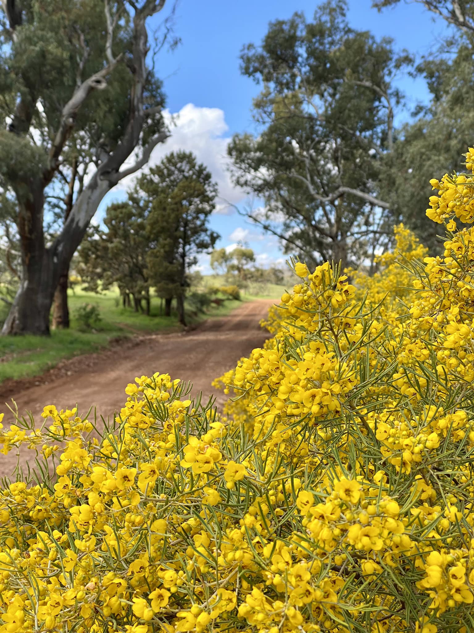 The senna bushes... - Horseshoe Top-End, Flinders Ranges | Facebook