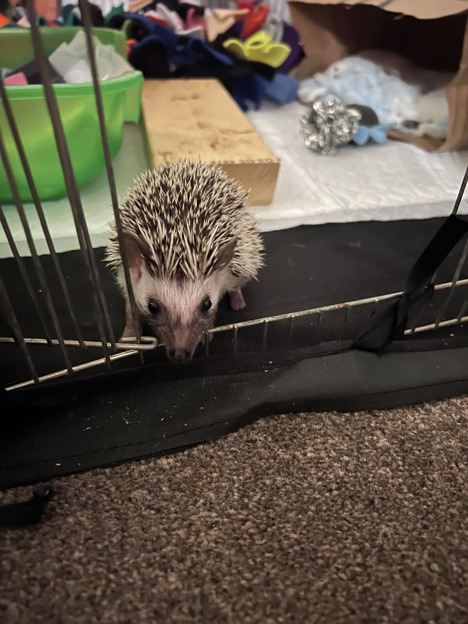 Our new baby Atticus... - Hogs Of Winterfell Hedgehog Rescue | Facebook