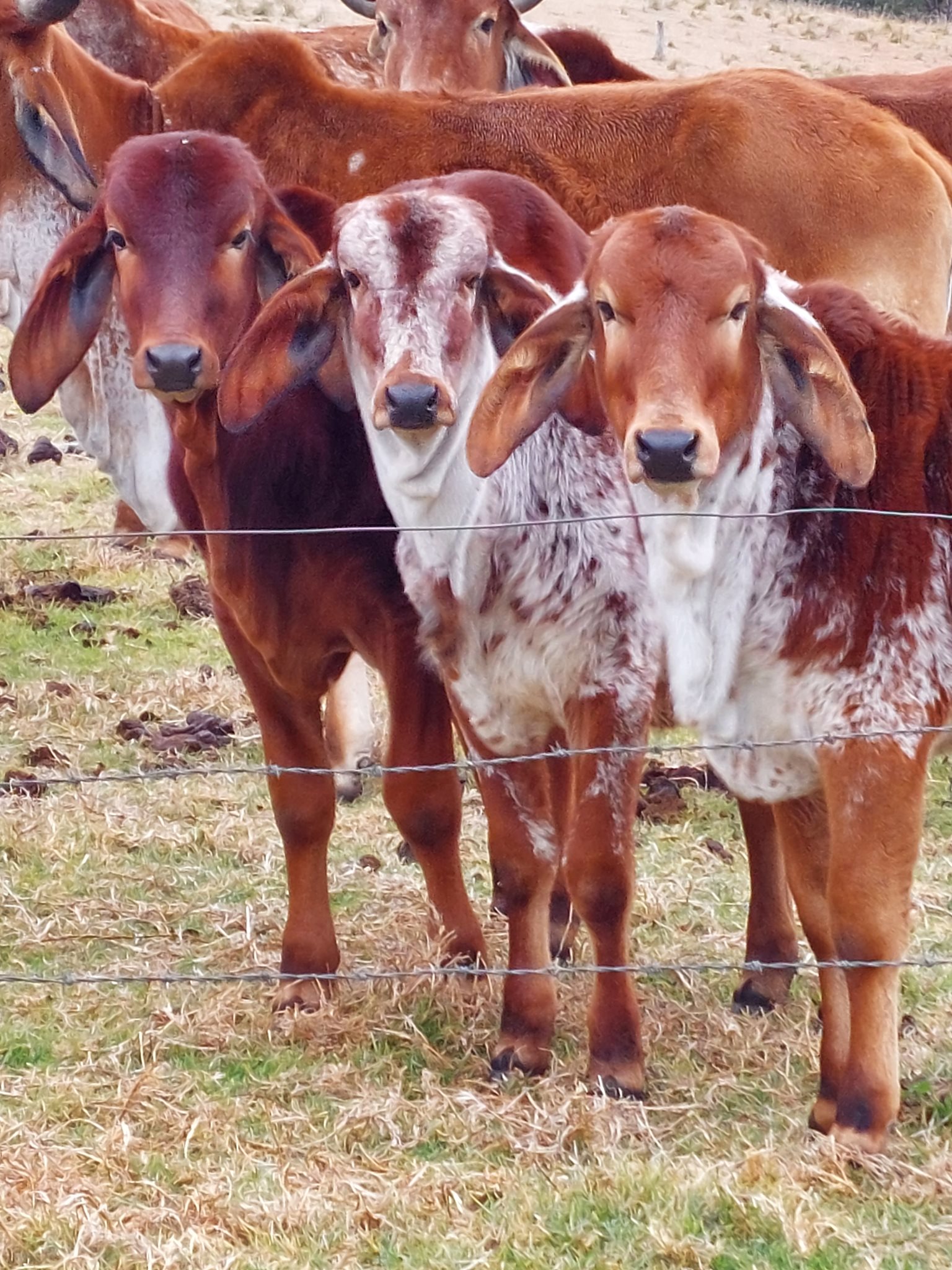Gyr and Gyr type cattle Australia.