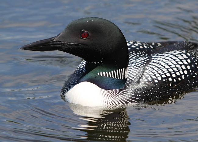 The common loon is the official... - Lake Home in Minnesota