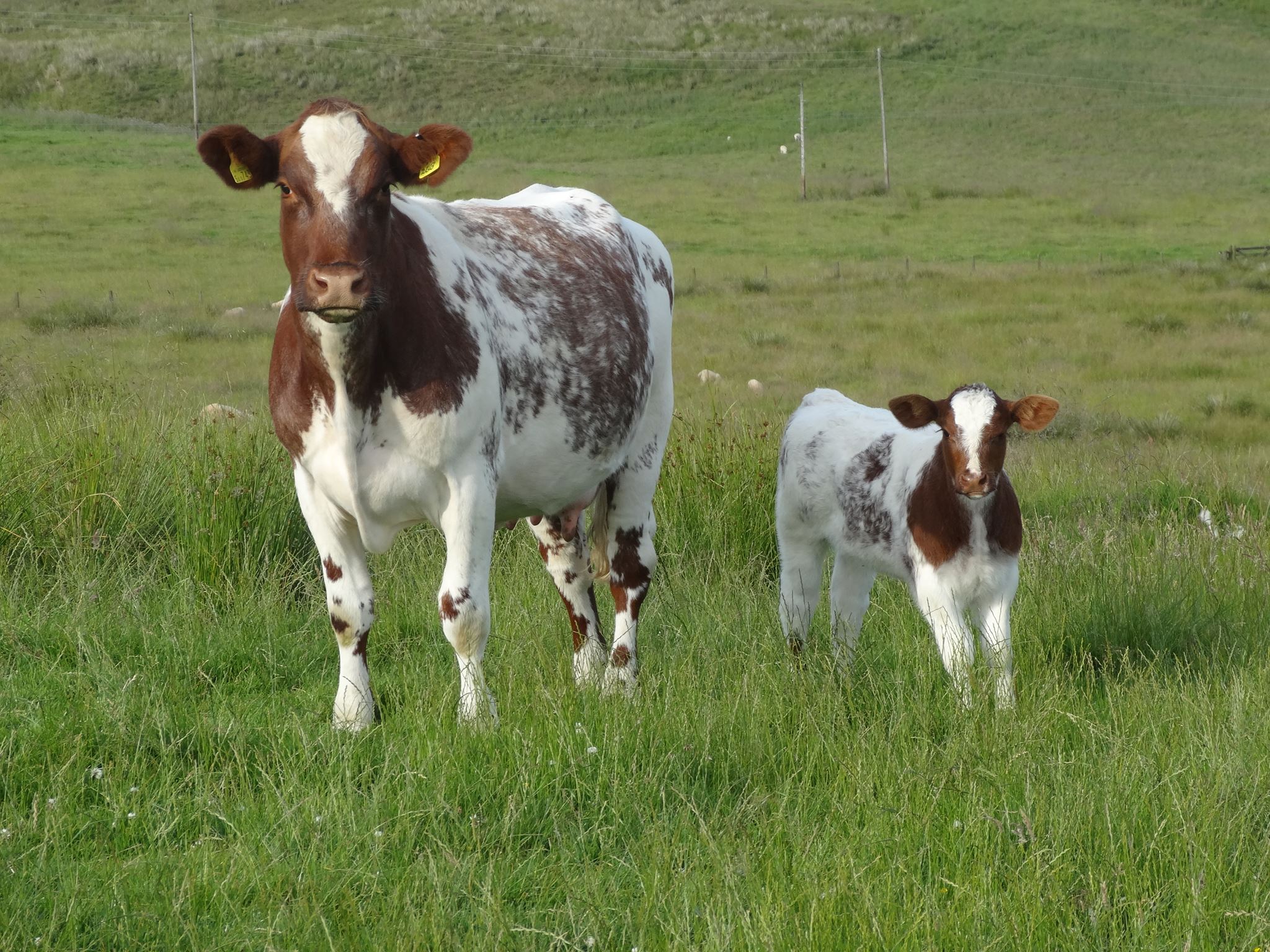 Carrfields Livestock... - Carrfields Livestock Northland
