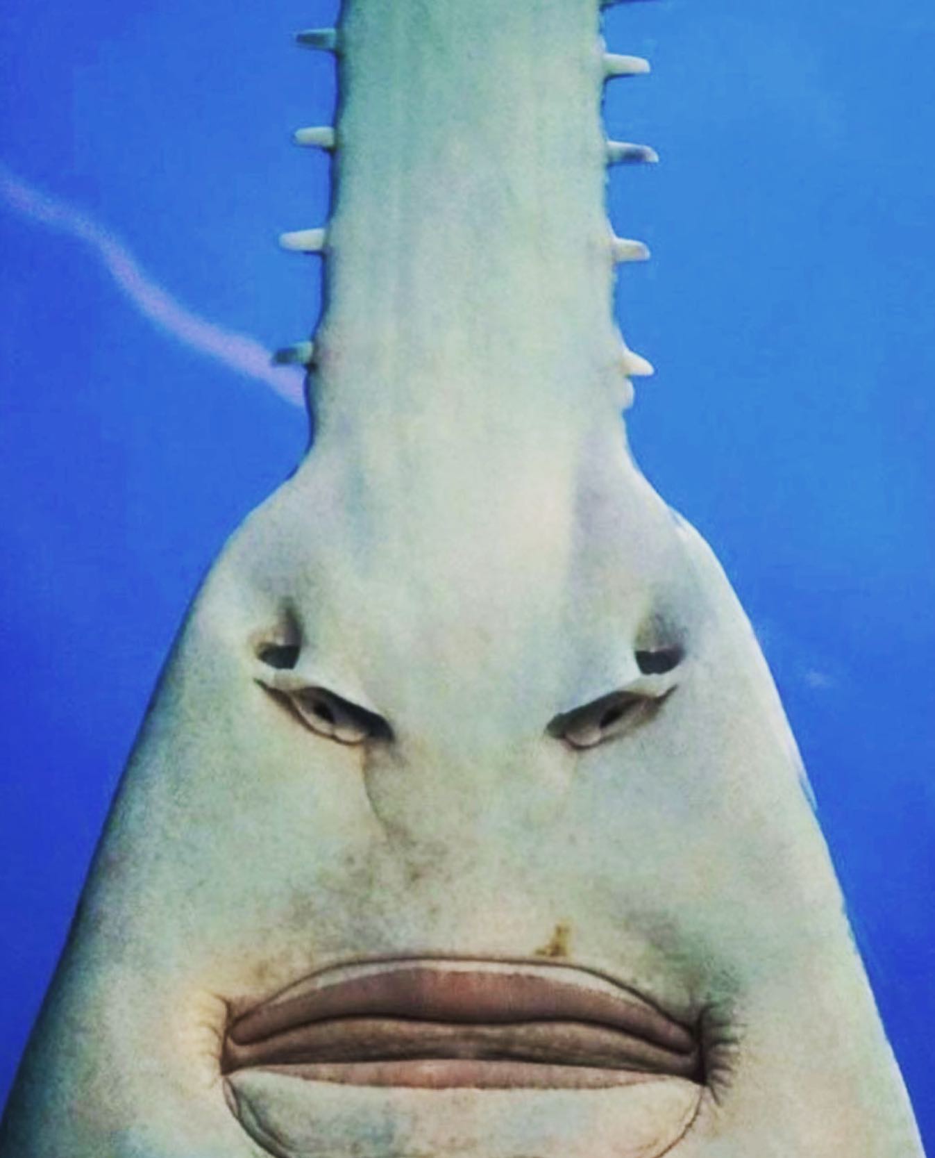 Great - TUESDAY TRIVIA 🤓 What the underside of a sawfish looks like! 🫣 ...