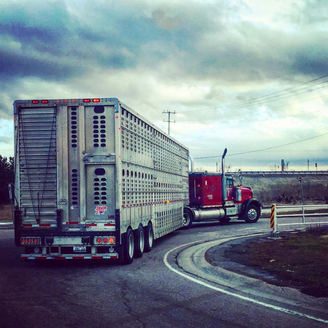 Govier Transport