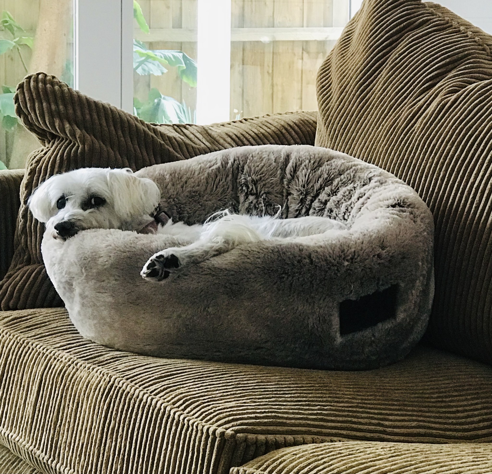 Rescued - We have our own 