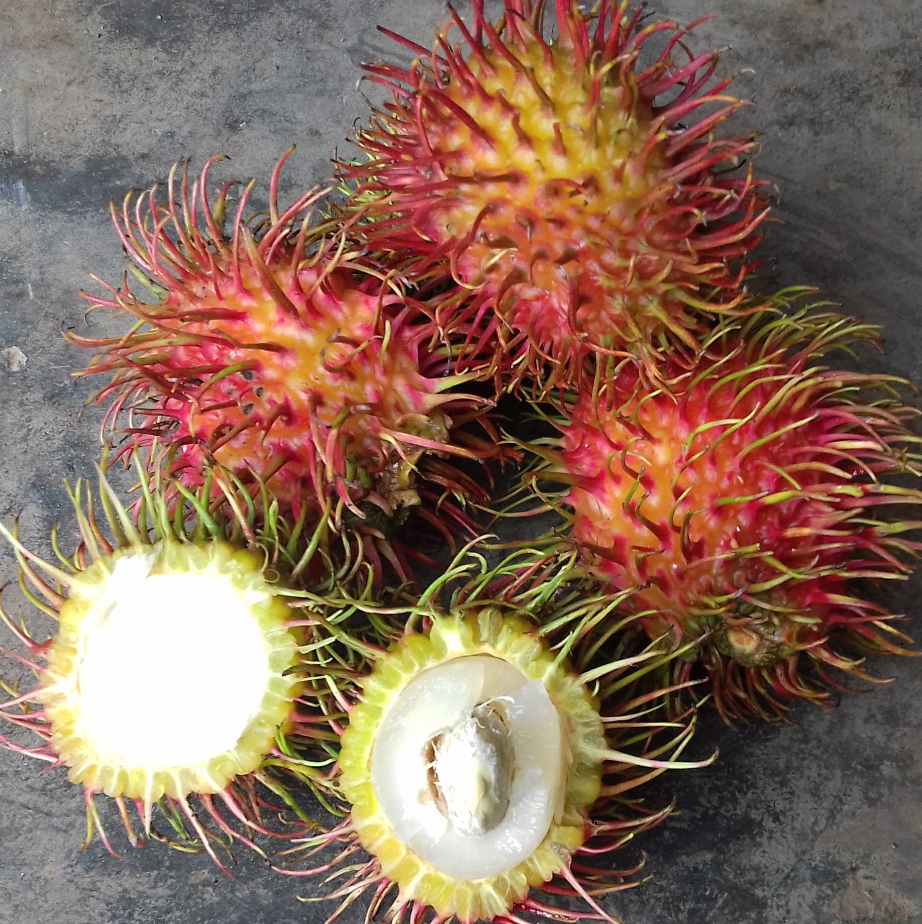 Bibit Rambutan Binjai... - Bibit Rambutan Binjai Rapiah