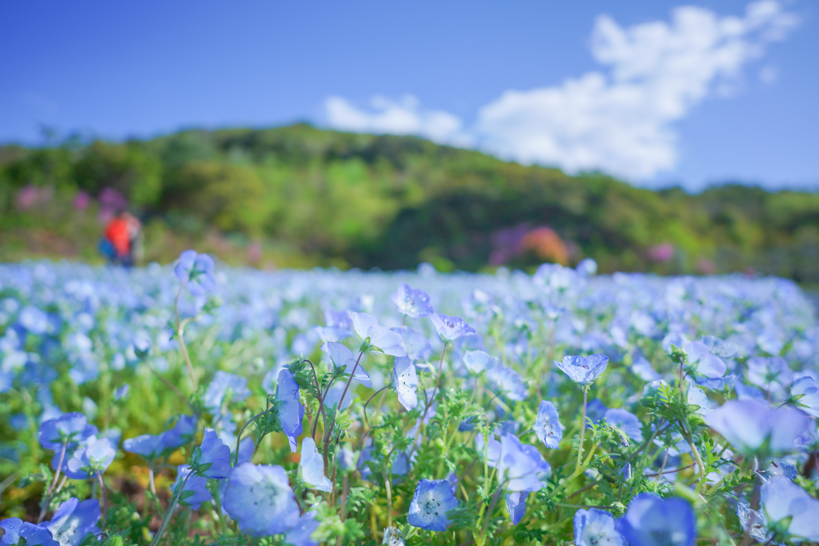 かんこうみえ（三重県観光連盟） - 【写真好き必見 4月の志摩市は「映える写真」が撮れるシーズン📷 】 詳細 →...