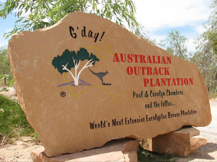 Australian Outback plants | Tonopah AZ