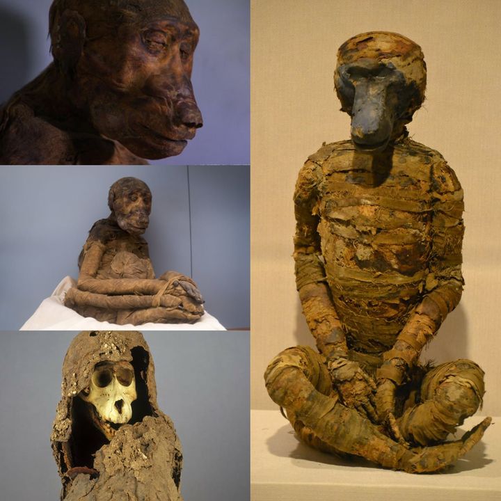 Archaeology - The Egyptian Museum in Cairo houses animal mummies, such ...