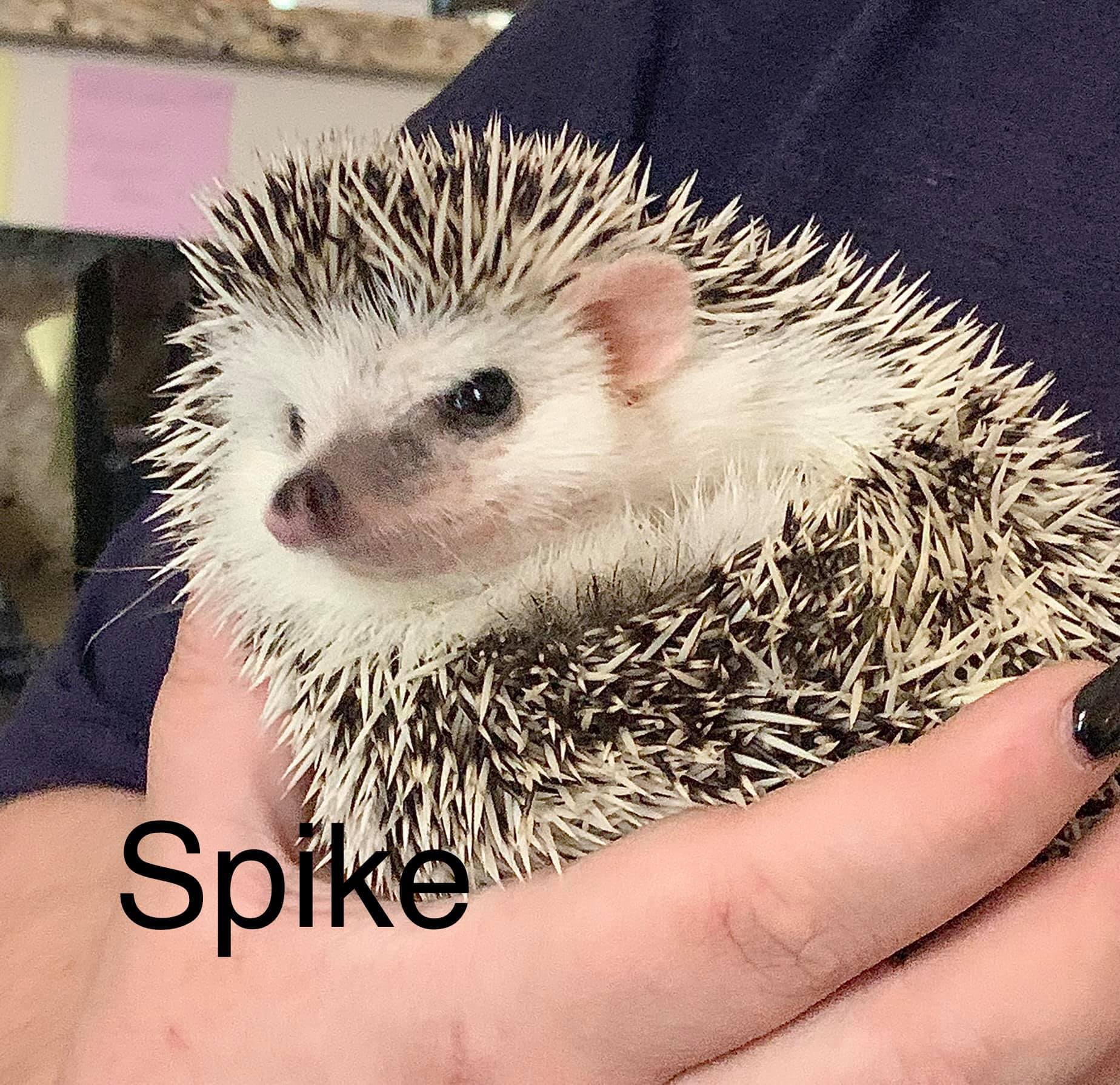 🐾ADOPTED🐾 Did you know there are 15 species of hedgehog? 🦔 Meet
