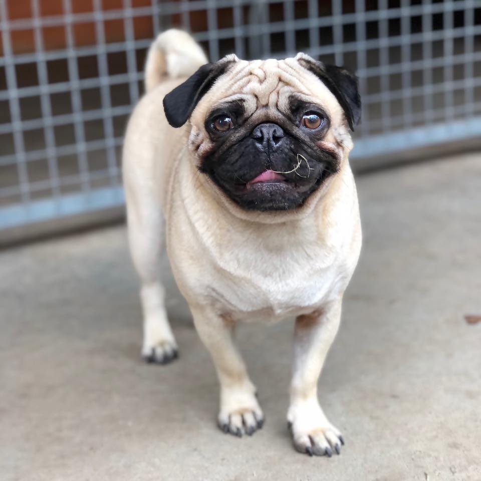 Four Paws Inn