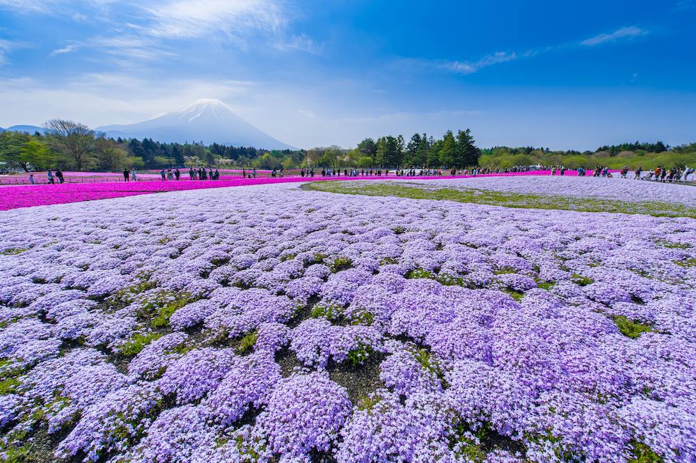 This Sea of Pink Flowers Near Tokyo Is Coming Back 🩷 Every spring