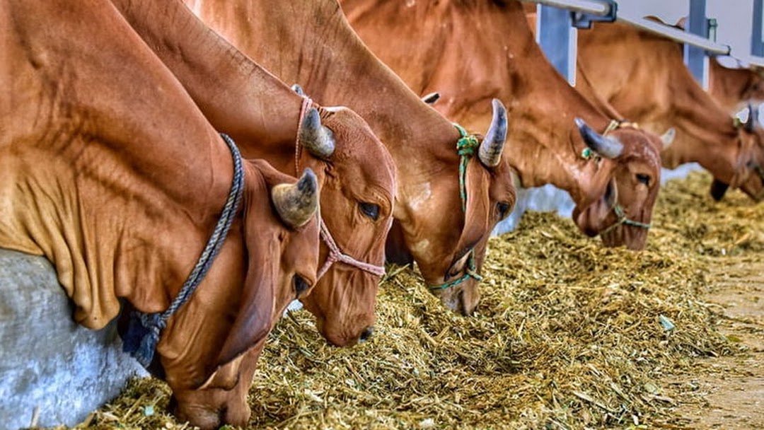 IndianCattle - Gir Kabri Heifer is available for sale in Amreli state ...