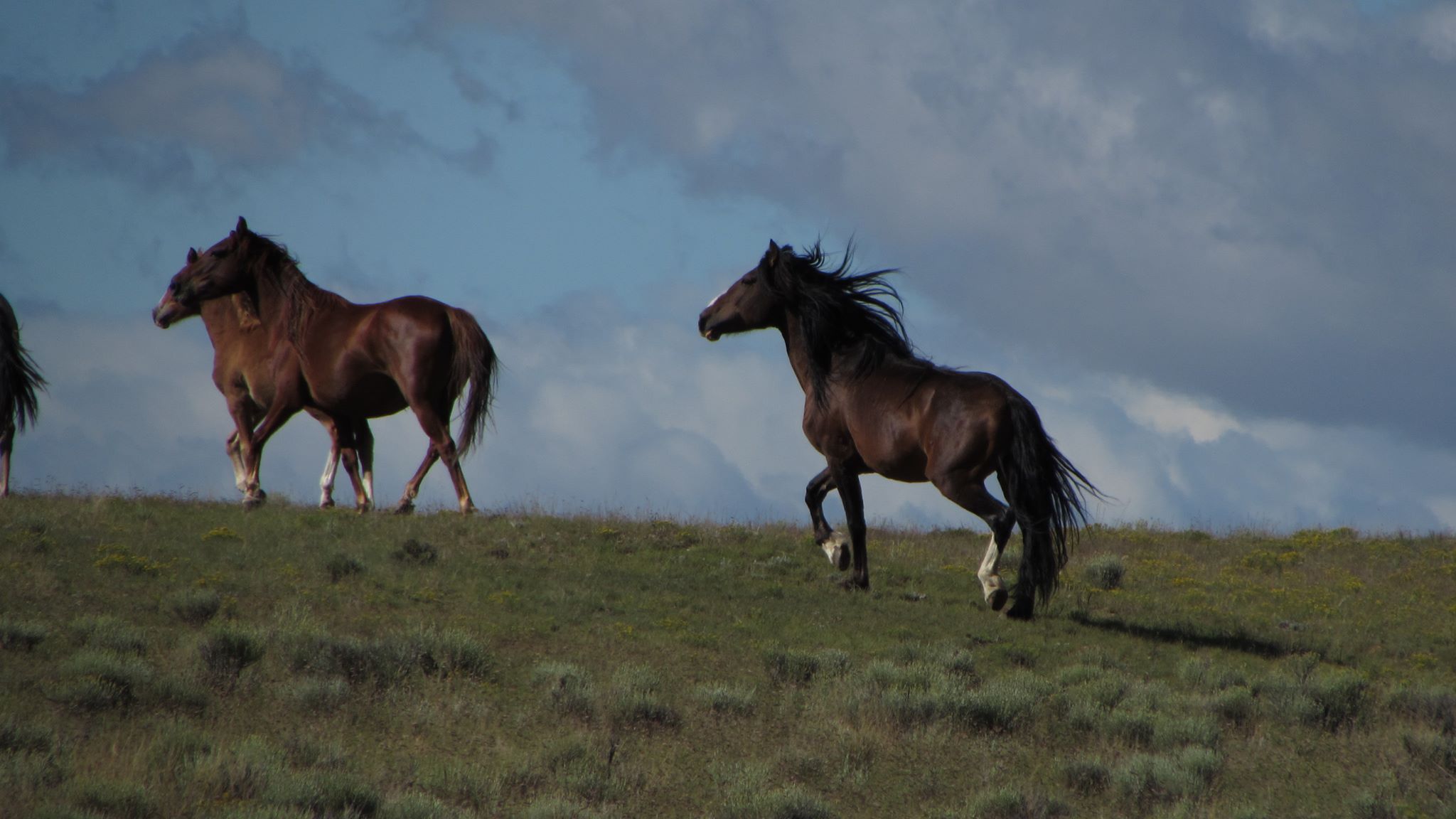 Spotted Fever Ranch | San Acacio CO