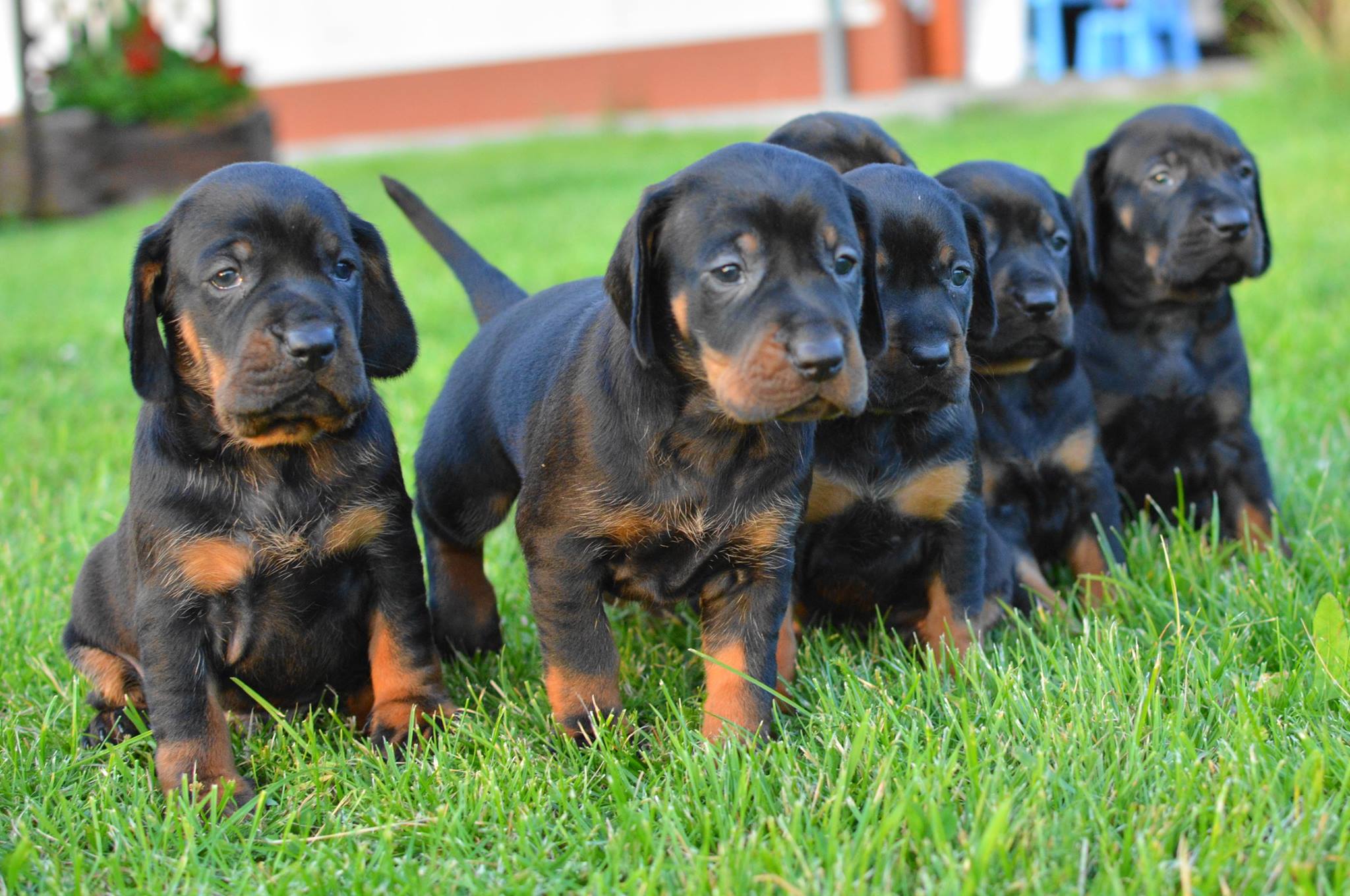 go-cze-serce-fci-polish-hunting-dog-hodowla-ps-w-rasy-go-czy-polski