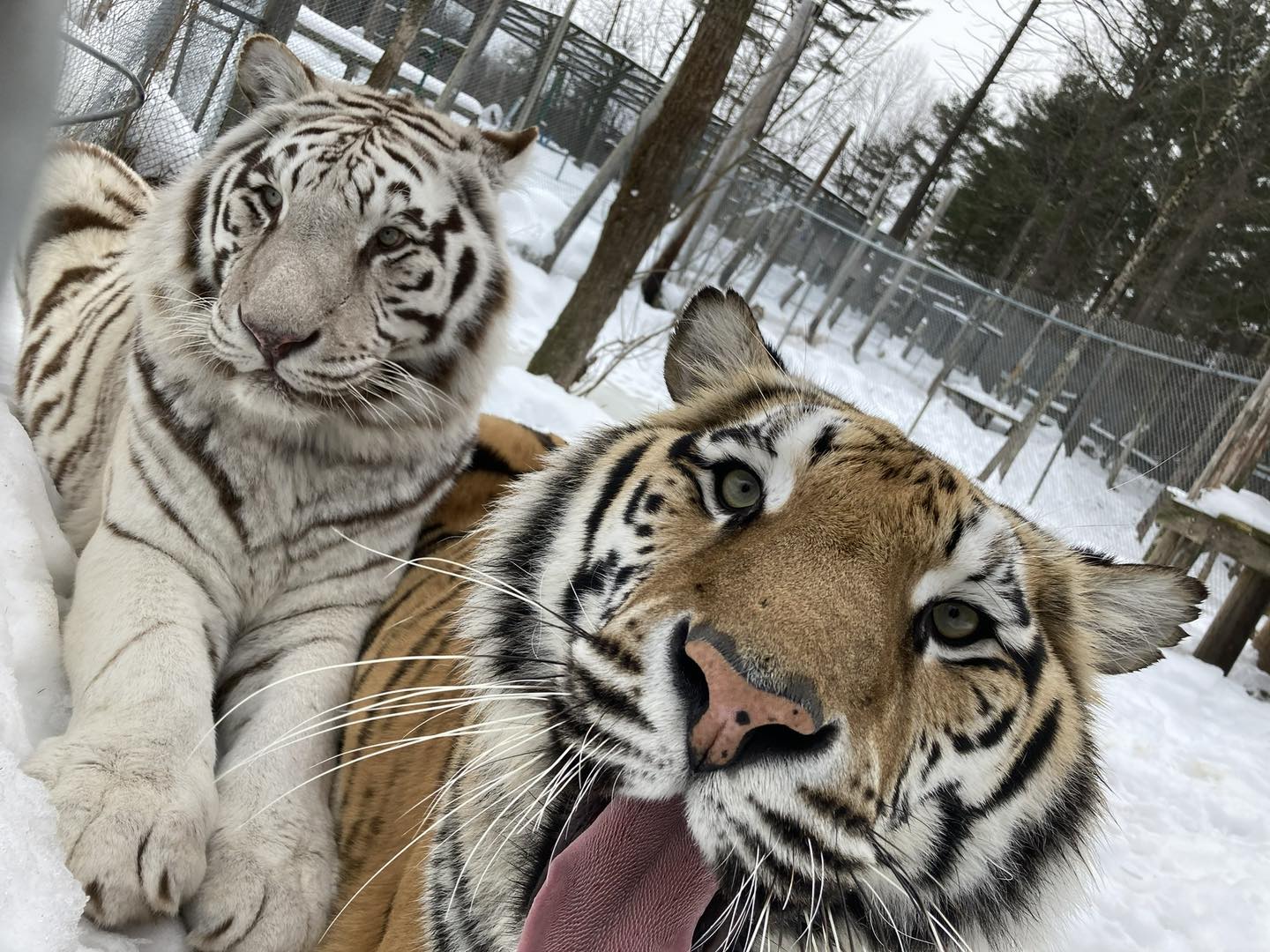 DEW Haven - The wait is almost over! DEW Haven | Maine Zoo... | Facebook