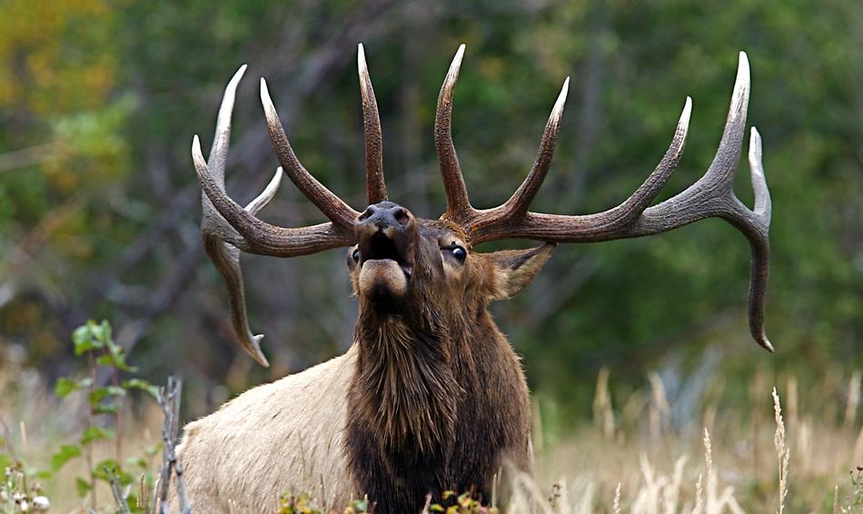 Montana Outfitting Company | Havre MT