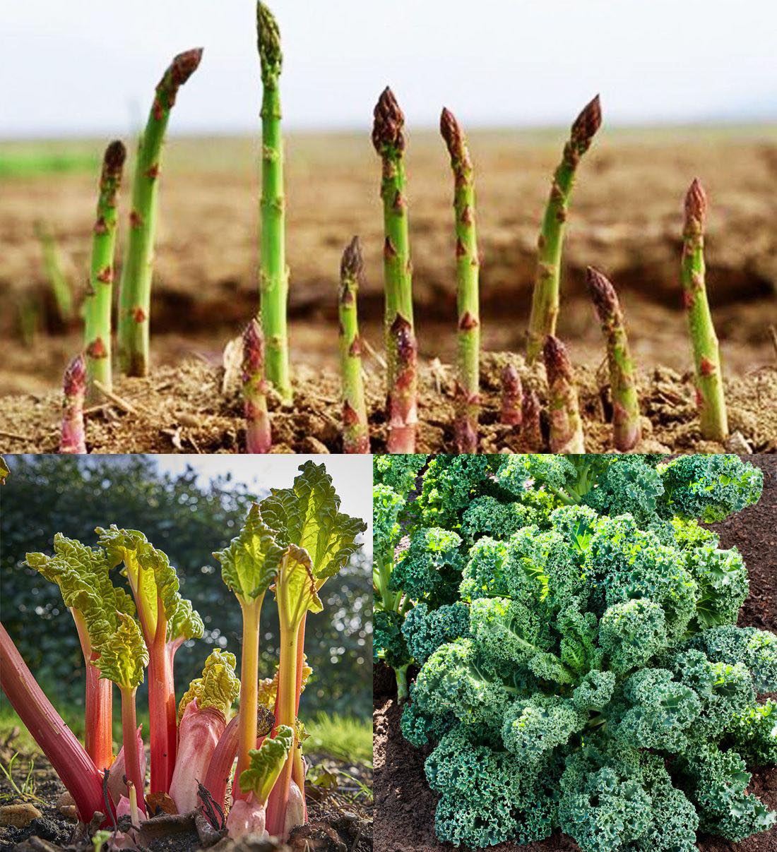 Plants and gardening - Imagine a garden that keeps giving year after ...