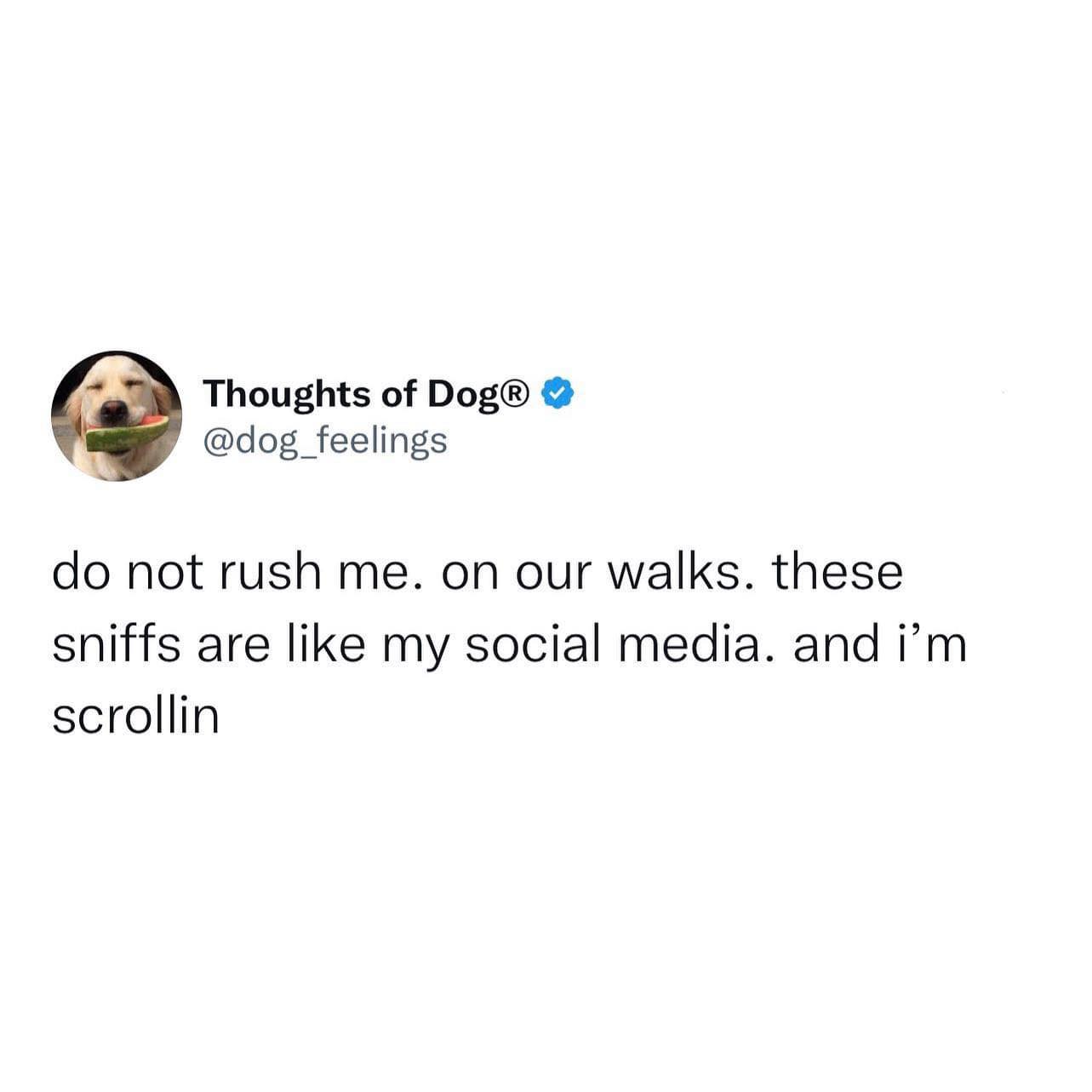 VETgirl - Love this. Less rush. More #dog walk. #vetmed #veterinarian # ...