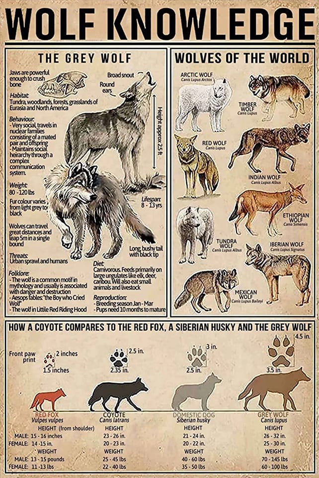 All Things Wolf
