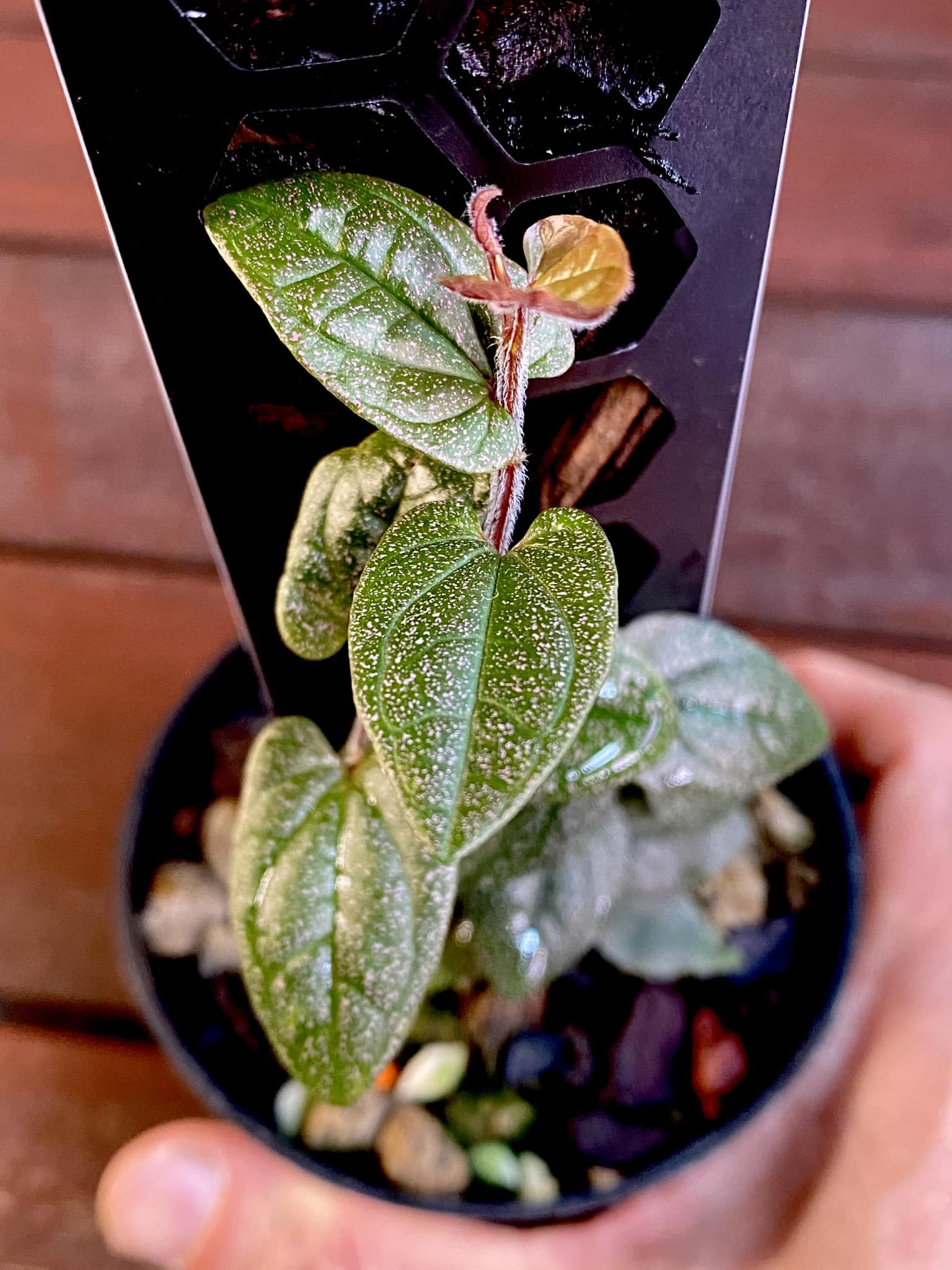 Miniature Piper from Papua New Guinea plant