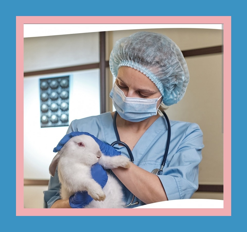 Why Spay/Neuter Your Rabbit?... - Rabbit Track Trail Rescue