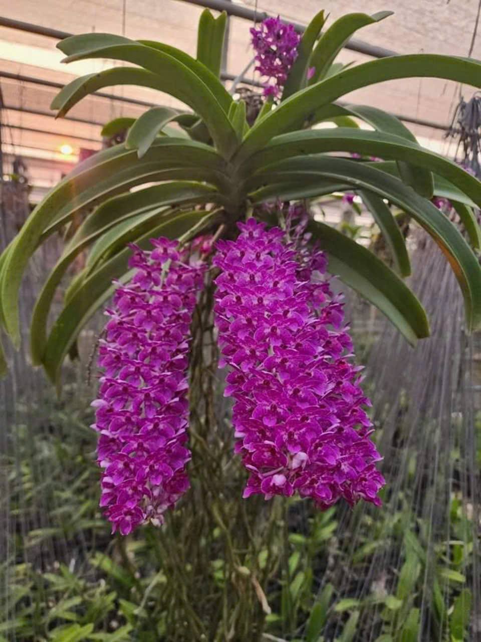 💕Chợ Lan Rừng💕 | Lan đuôi Chồn đỏ | Facebook