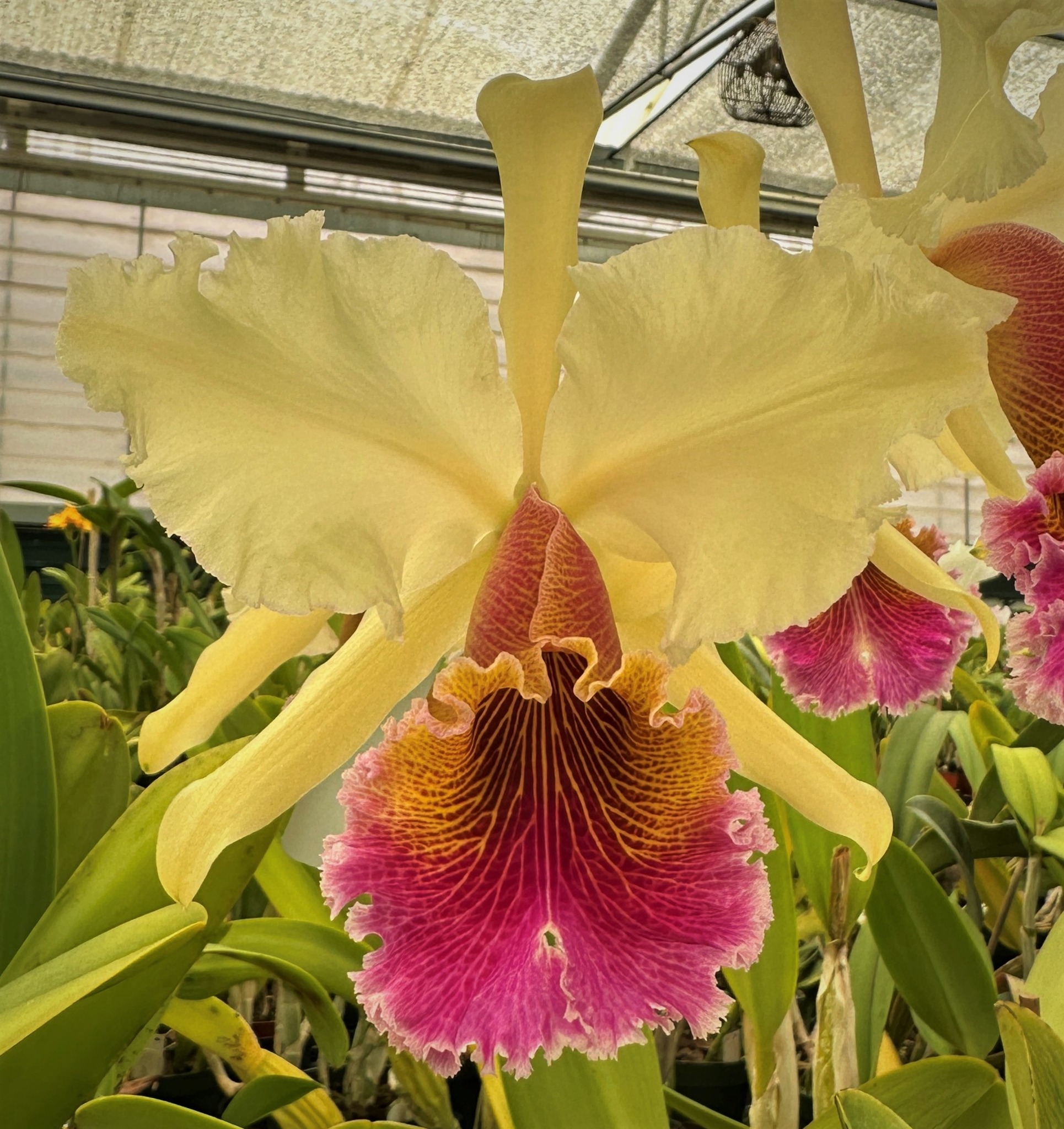 C. Triumphans (C. dowiana x C. rex) 'John Stanton'