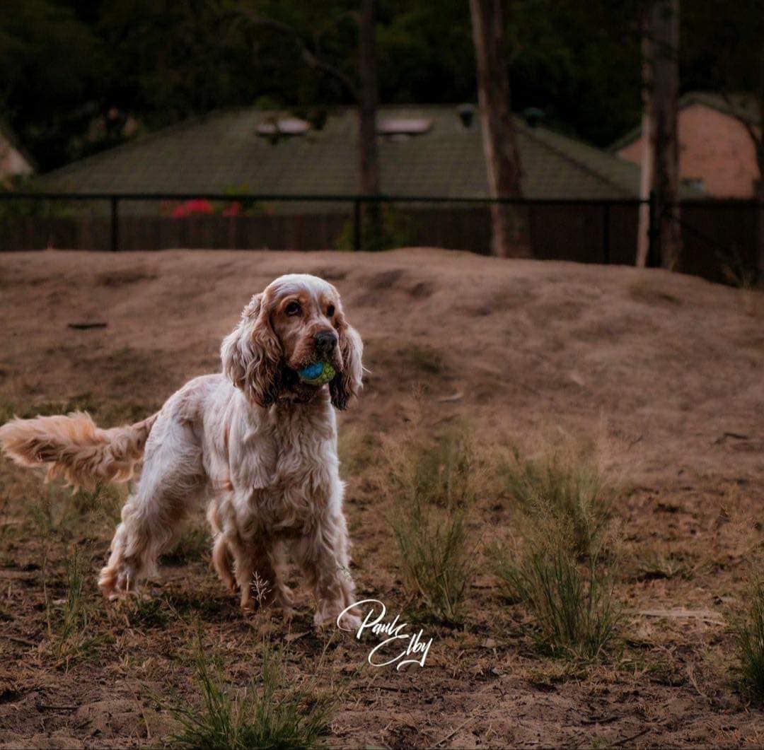 CSRQ River living his best... - Cocker Spaniel Rescue QLD inc | Facebook