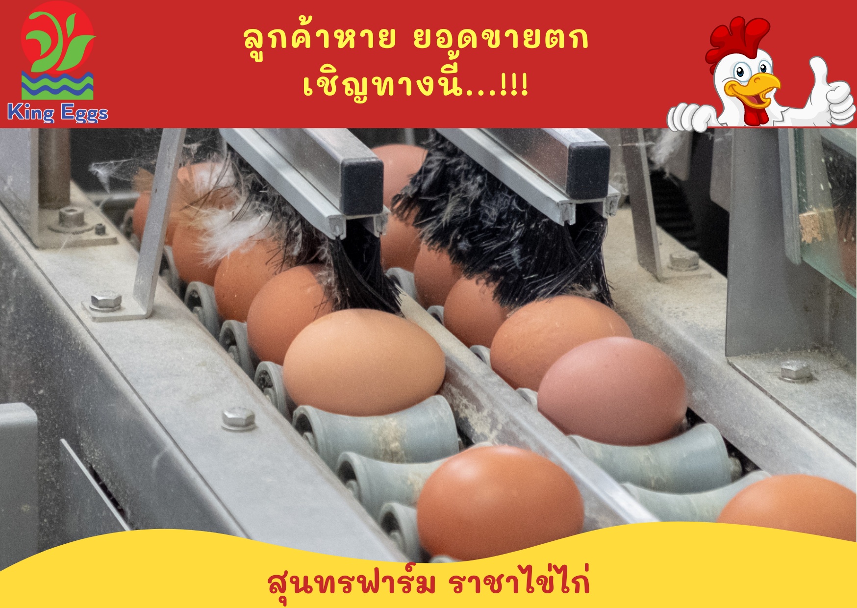 🔥ลูกค้าหาย... - คิงส์ เอ้กส์ - ราชาไข่ไก่ - King Eggs