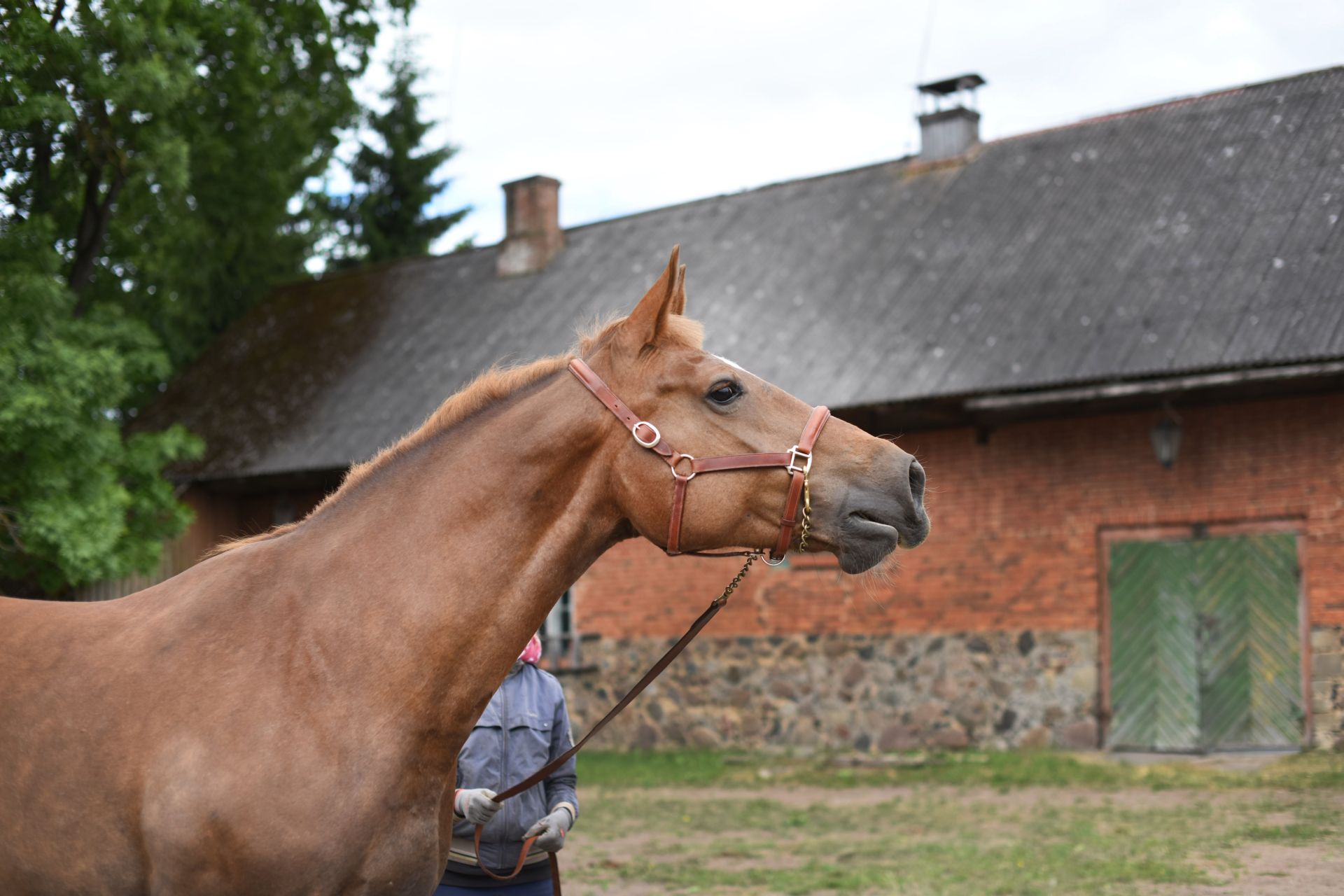 Equidória Equestrian - Häid soove pole kunagi liiga palju! ☺️ Õnnitleme ...