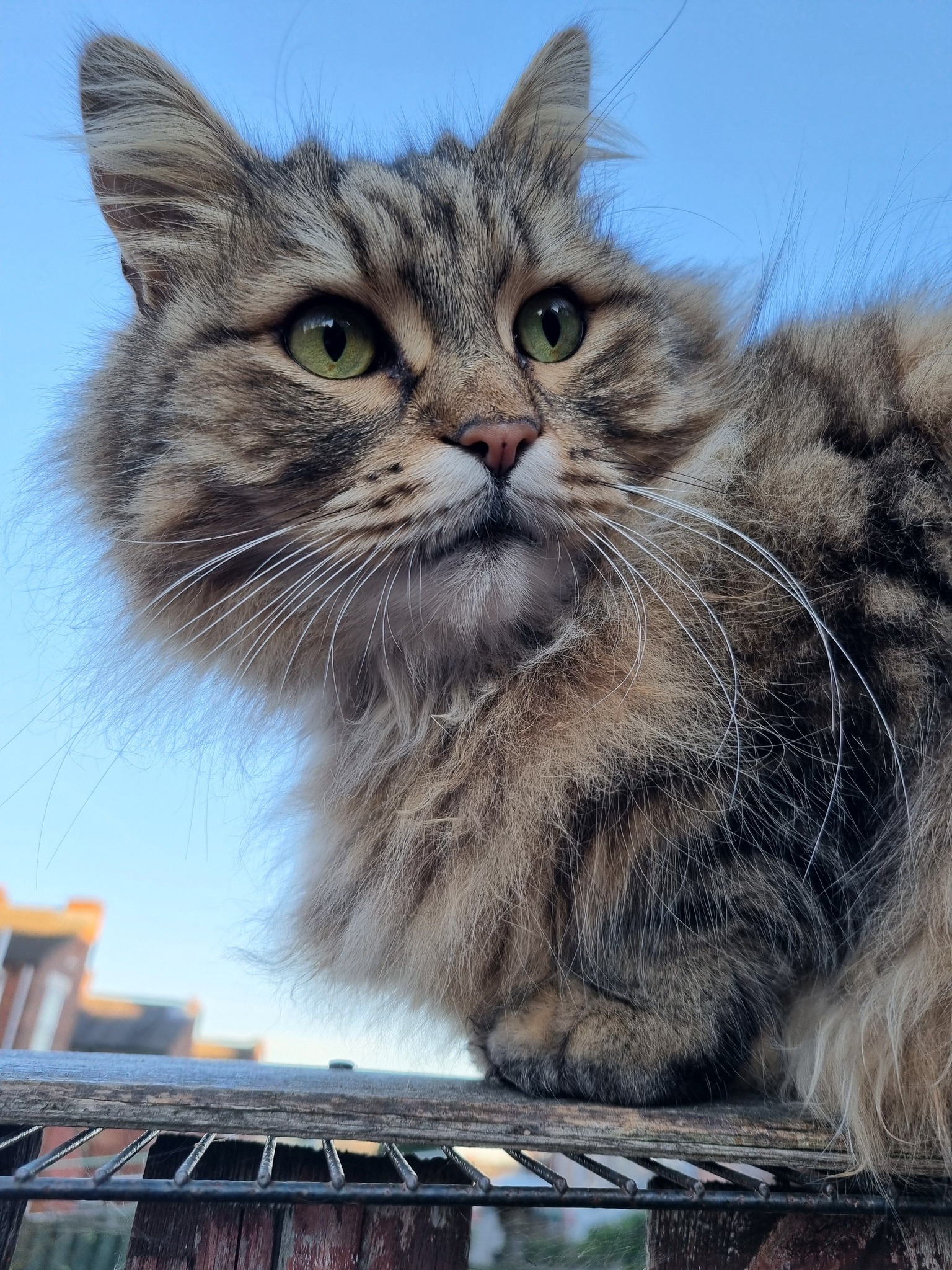CatsAddicted® | This is monty, he's a neighbours cat | Facebook