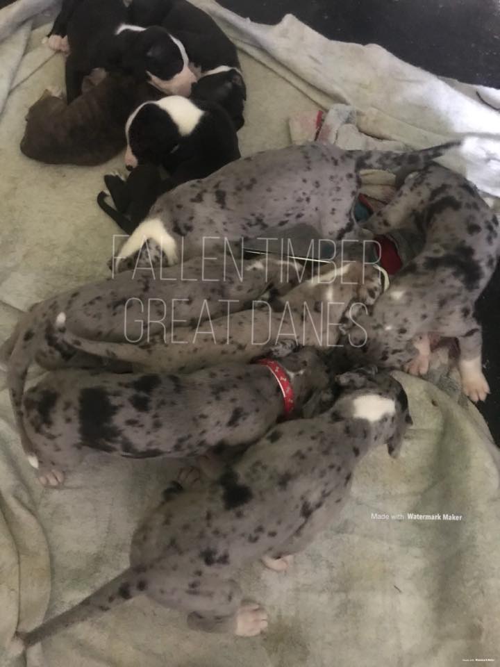 Fallen Timber Great Danes | Washington PA