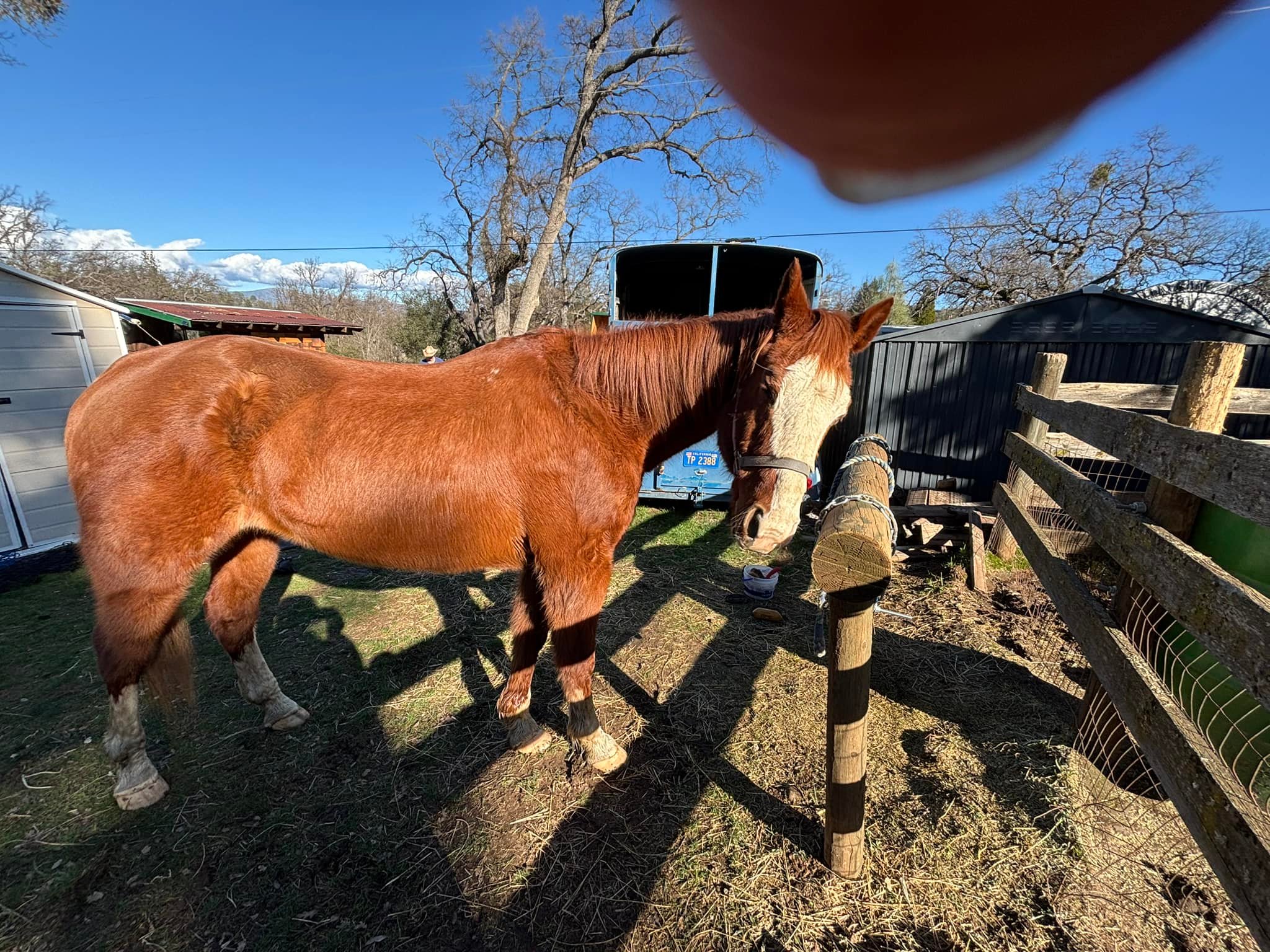 Love & Mercy Kid Horse Rescue | Groveland CA