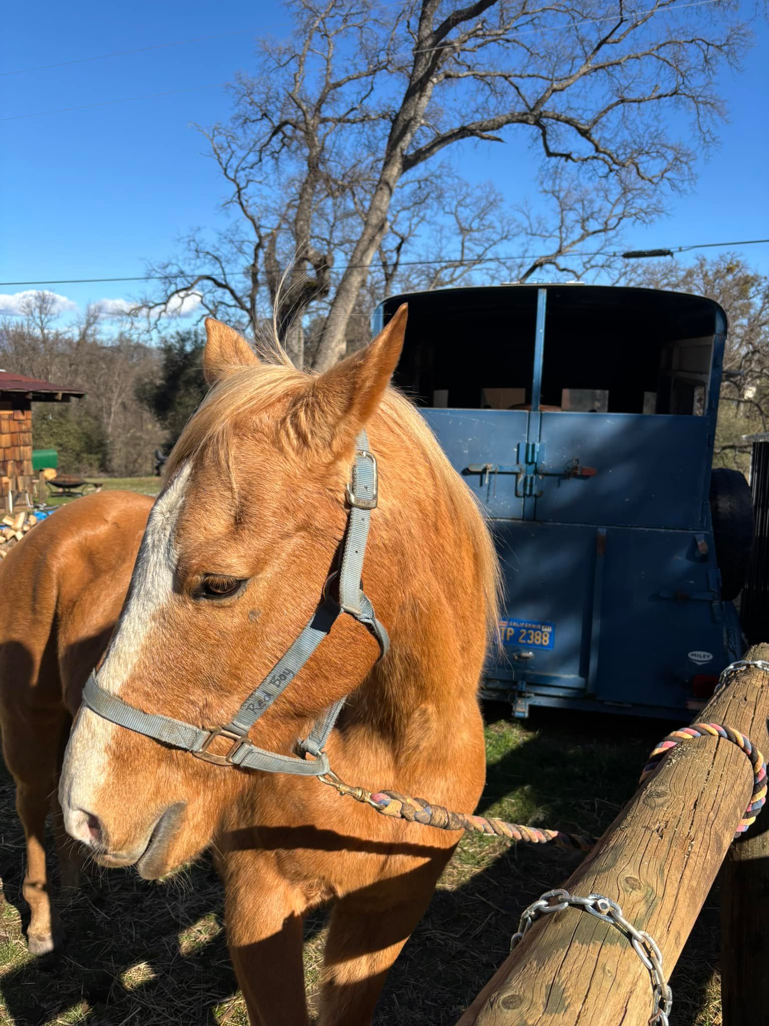 Love & Mercy Kid Horse Rescue | Groveland CA