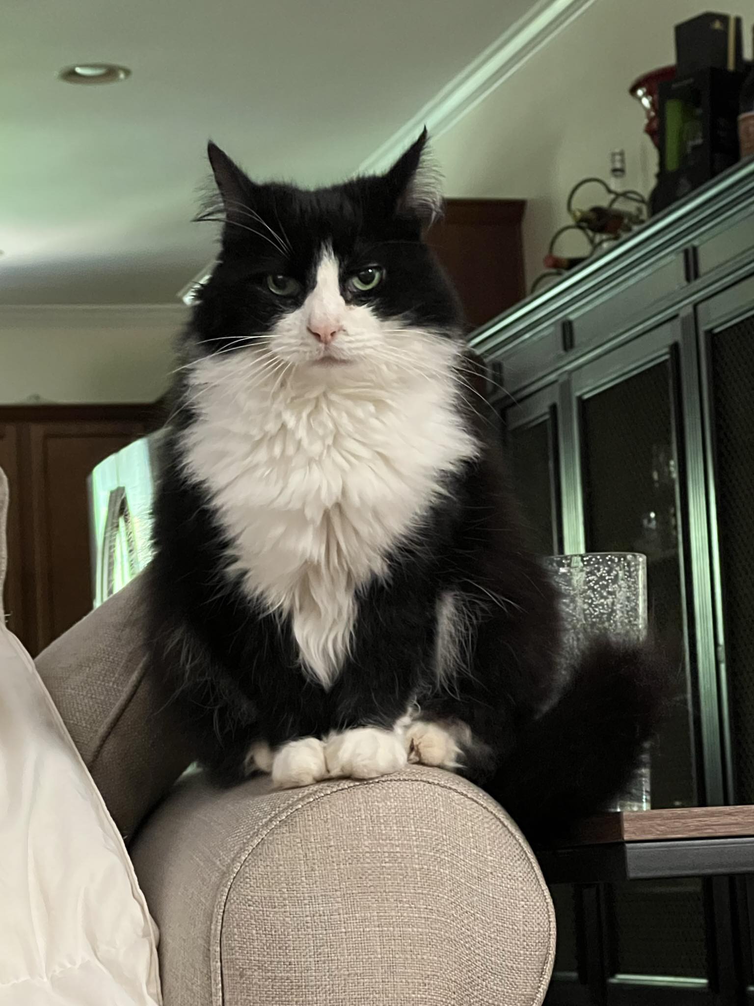 Lost 13-year-old tuxedo cat Skitty Kitty near Brevard Middle School
