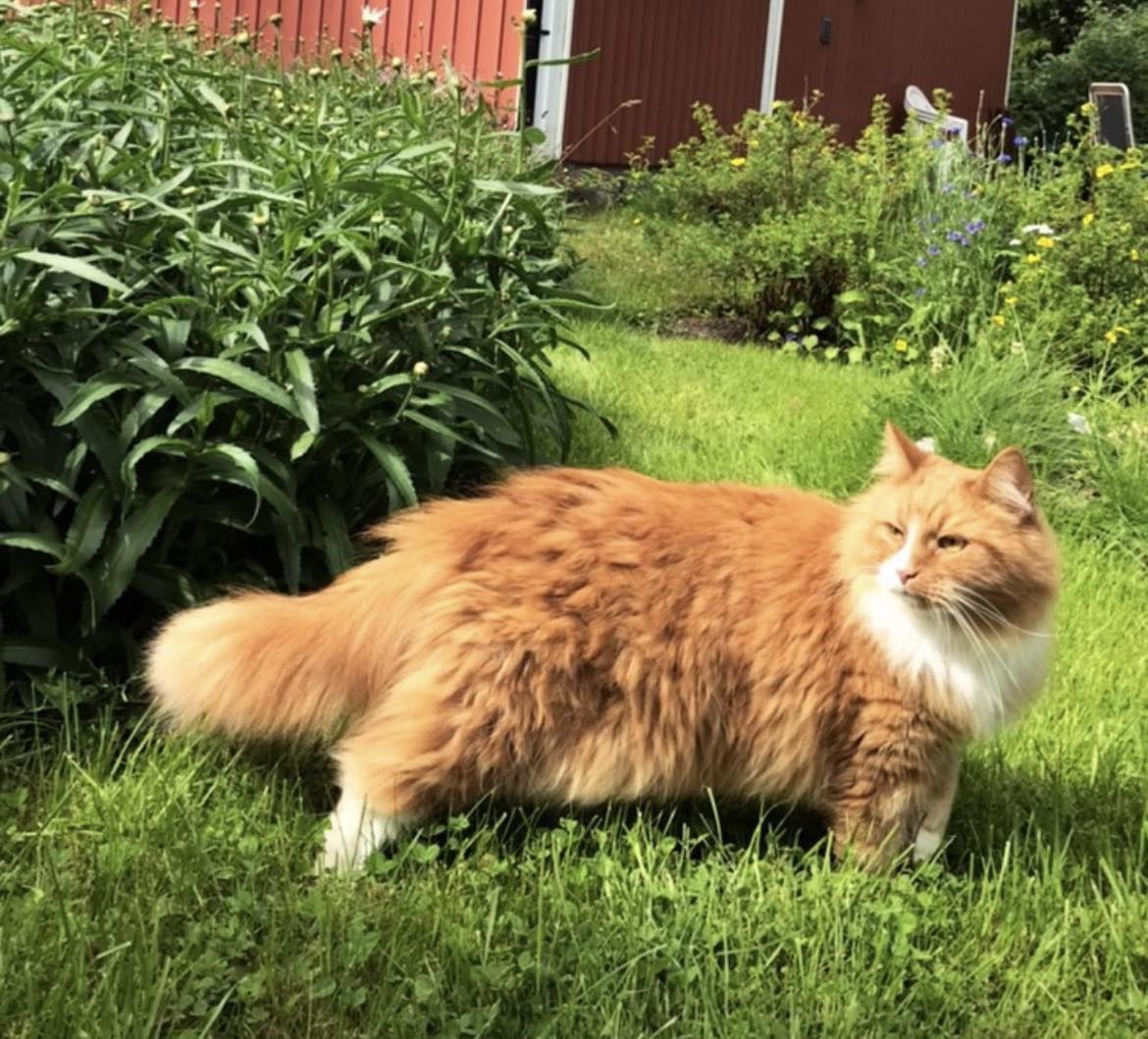 Bortsprungna Djur i Roslagen | Hej! Våran trebenta katt Sture, 10 år ...