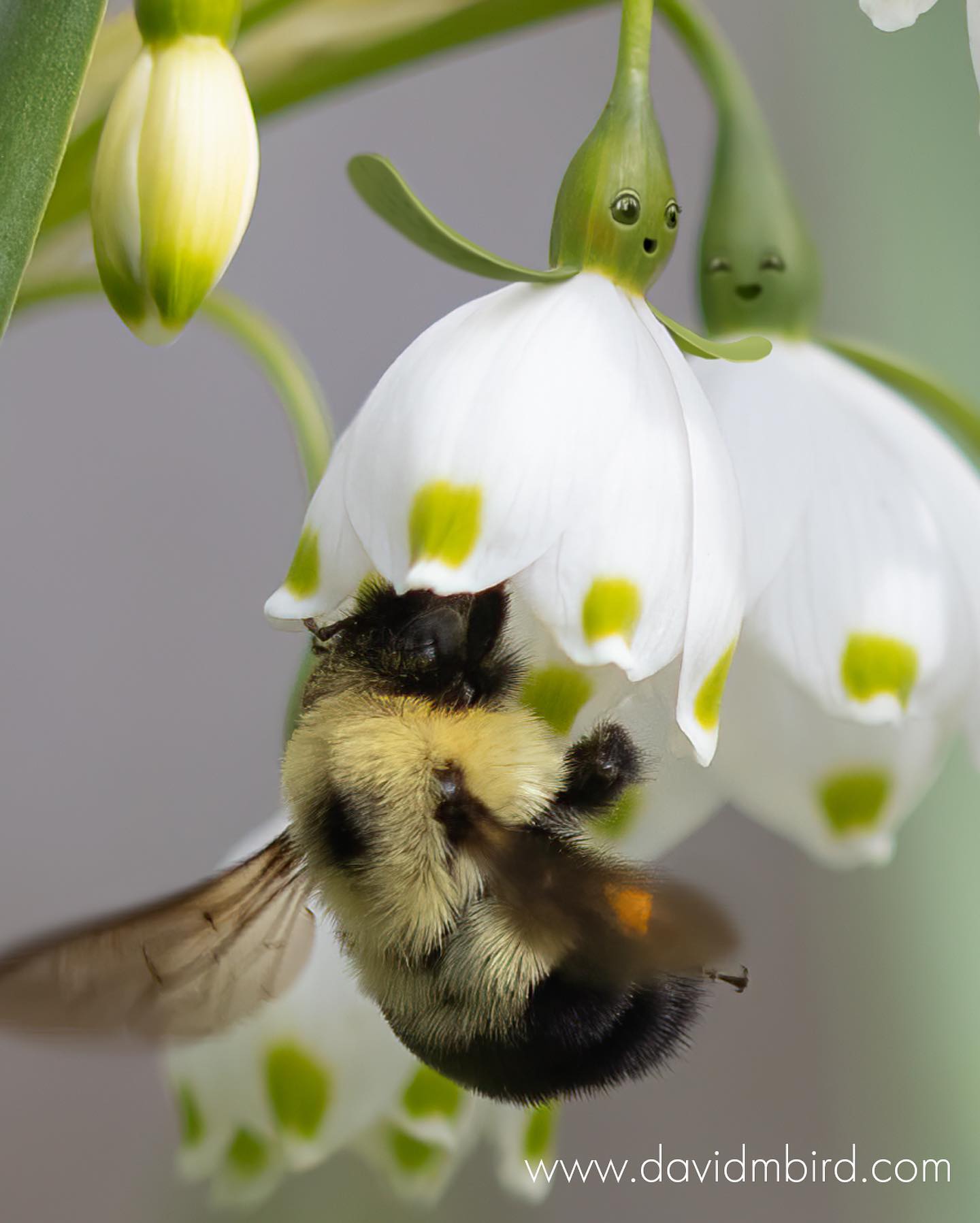David M Bird - “The spring air was abuzz with the sounds... | Facebook