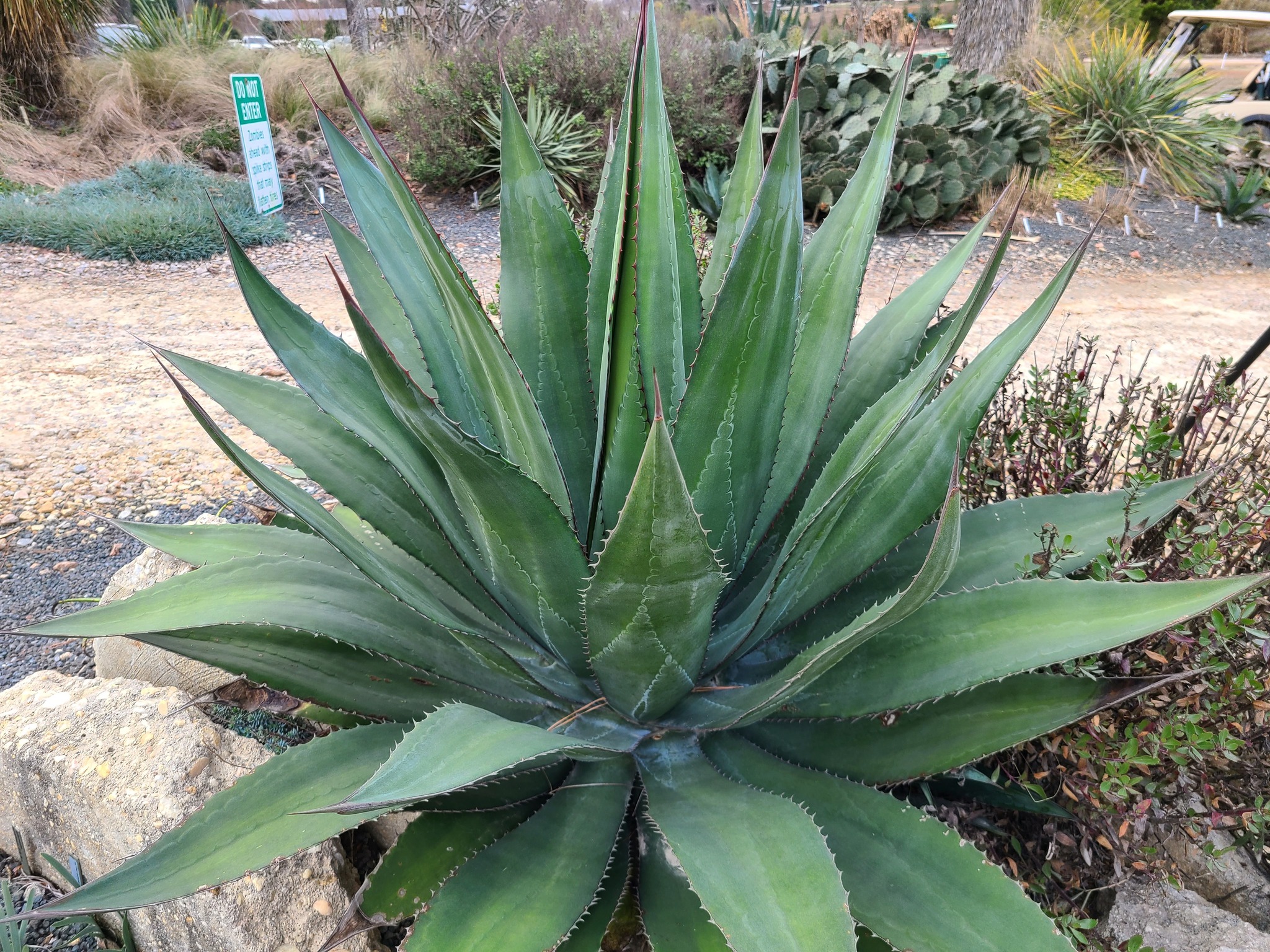 Agave ovatifolia 'Awakening Angel' at Juniper Level Botanic Garden