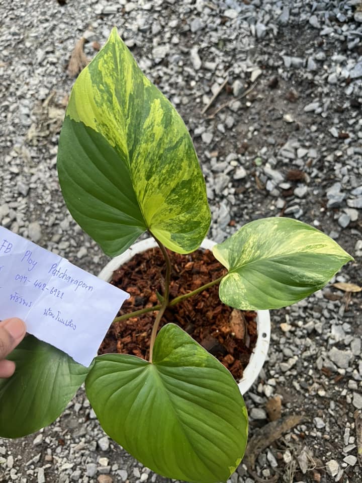 Patchara Orchid ขายปลีก-ส่งกล้วยไม้,ไม้ด่าง,ไม้มงคล