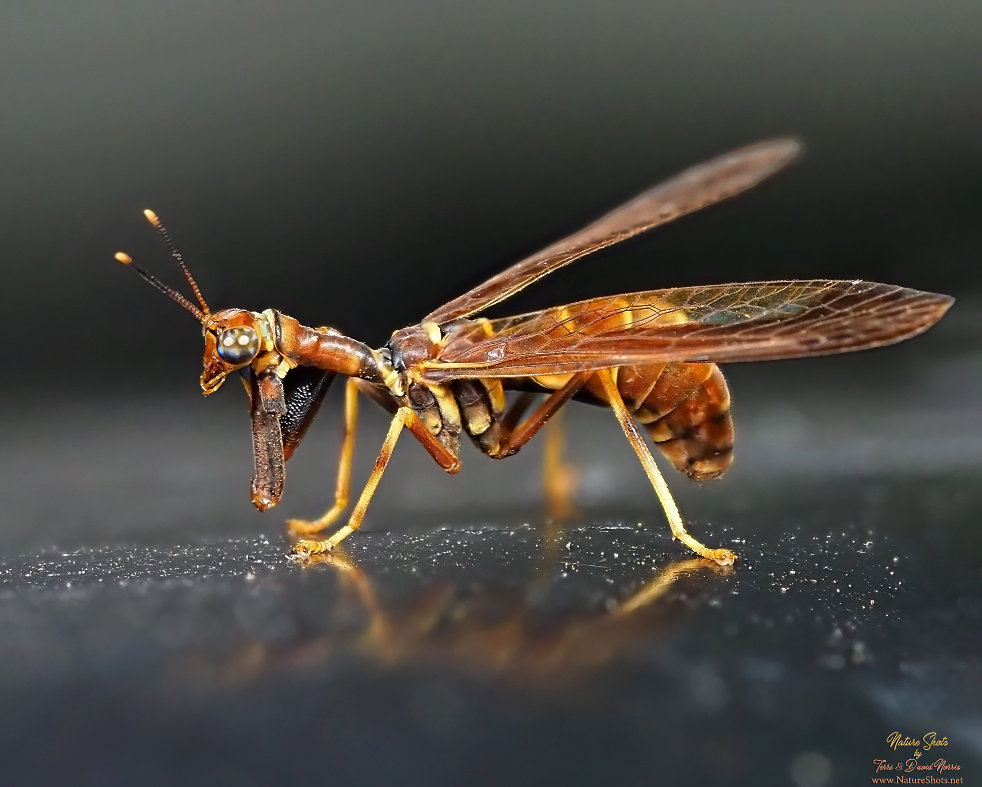Say's Mantidfly (Dicromantispa sayi) Kokomo, Indiana - USA