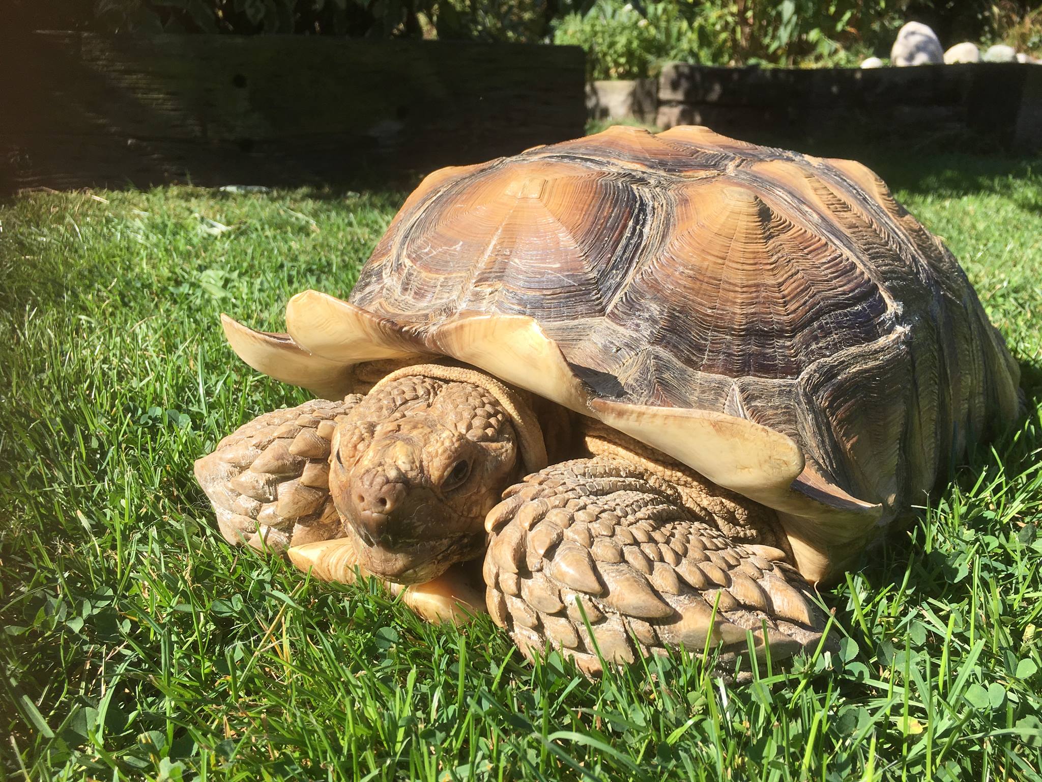 Tortoise - Our General Tortoise Care workshops are on Saturday 8th June ...