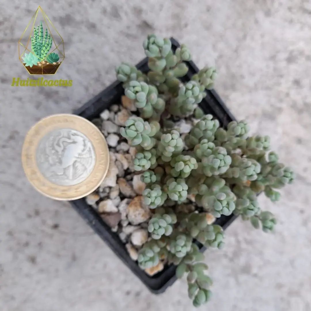 Sedum dasyphyllum 