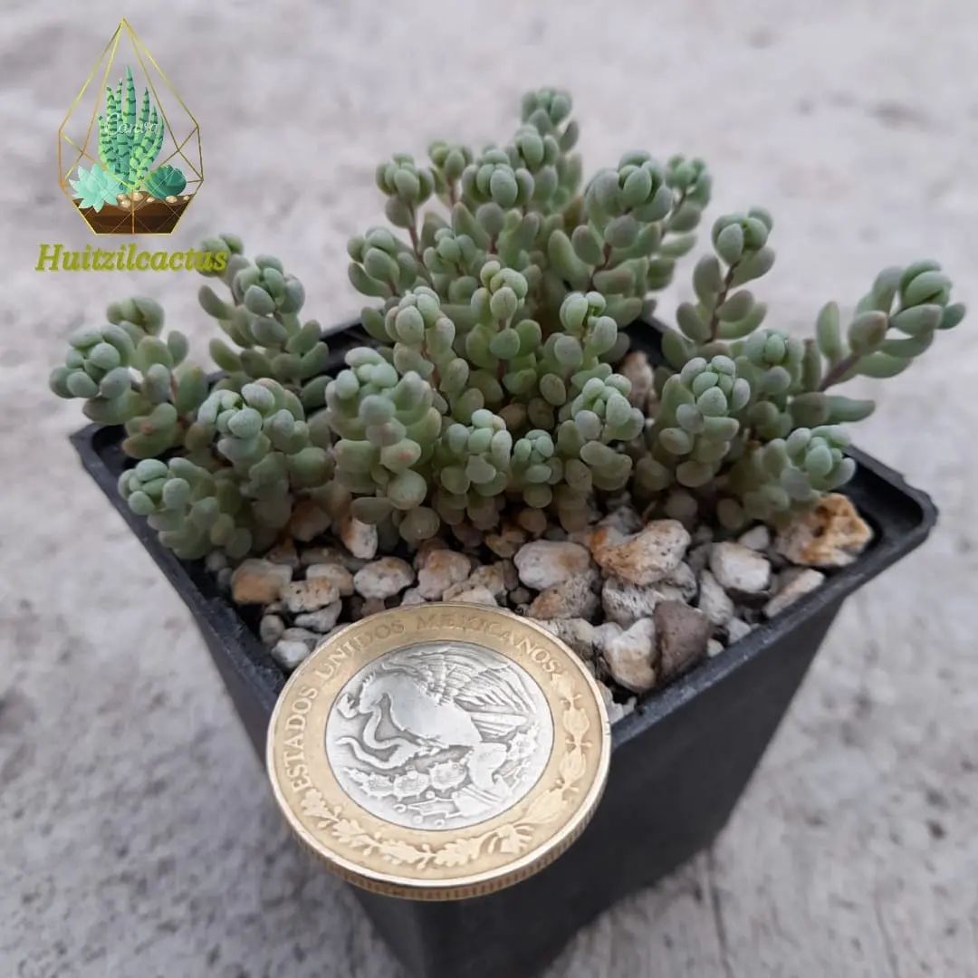 Sedum dasyphyllum 